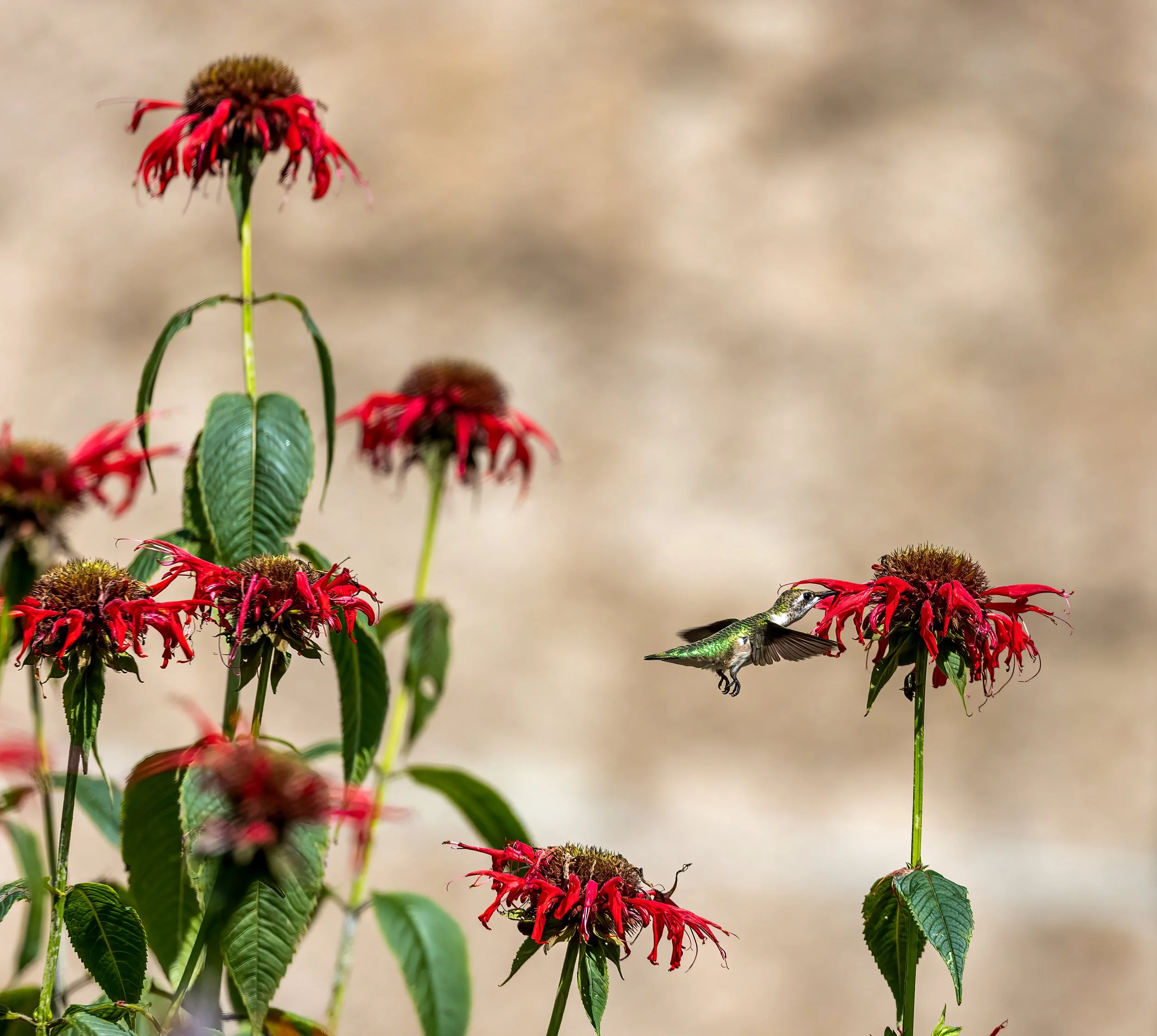 Meet and Greet at Oden Brewing Co