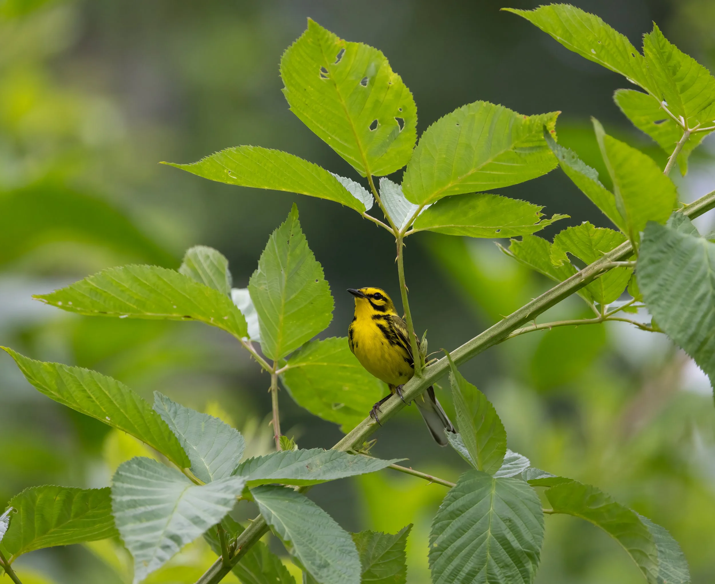 May Nature Walk: Cane Creek Mountains Natural Area