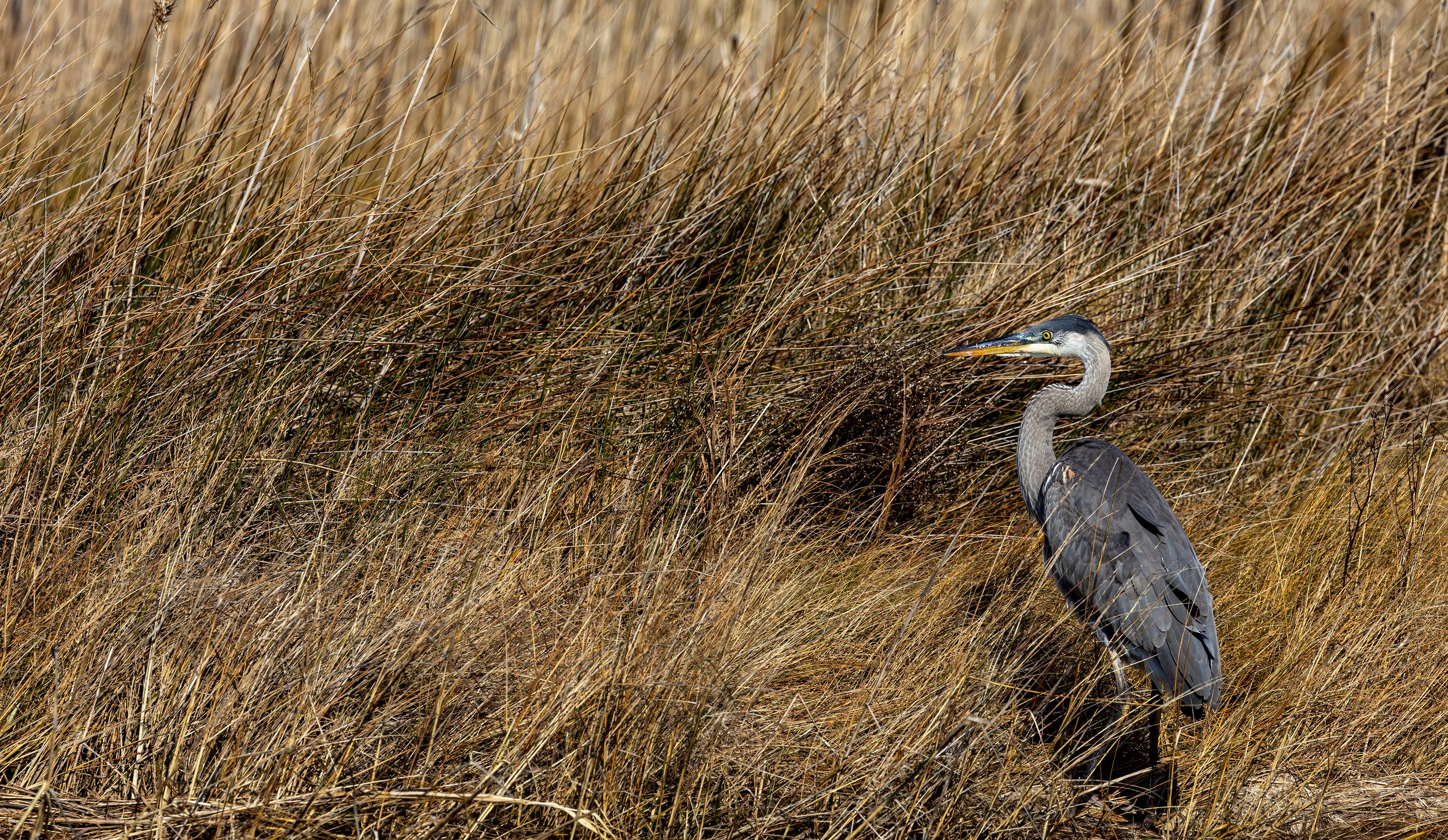 Birding Hike – Gibson Park Observation Deck, Lakes, and Woods