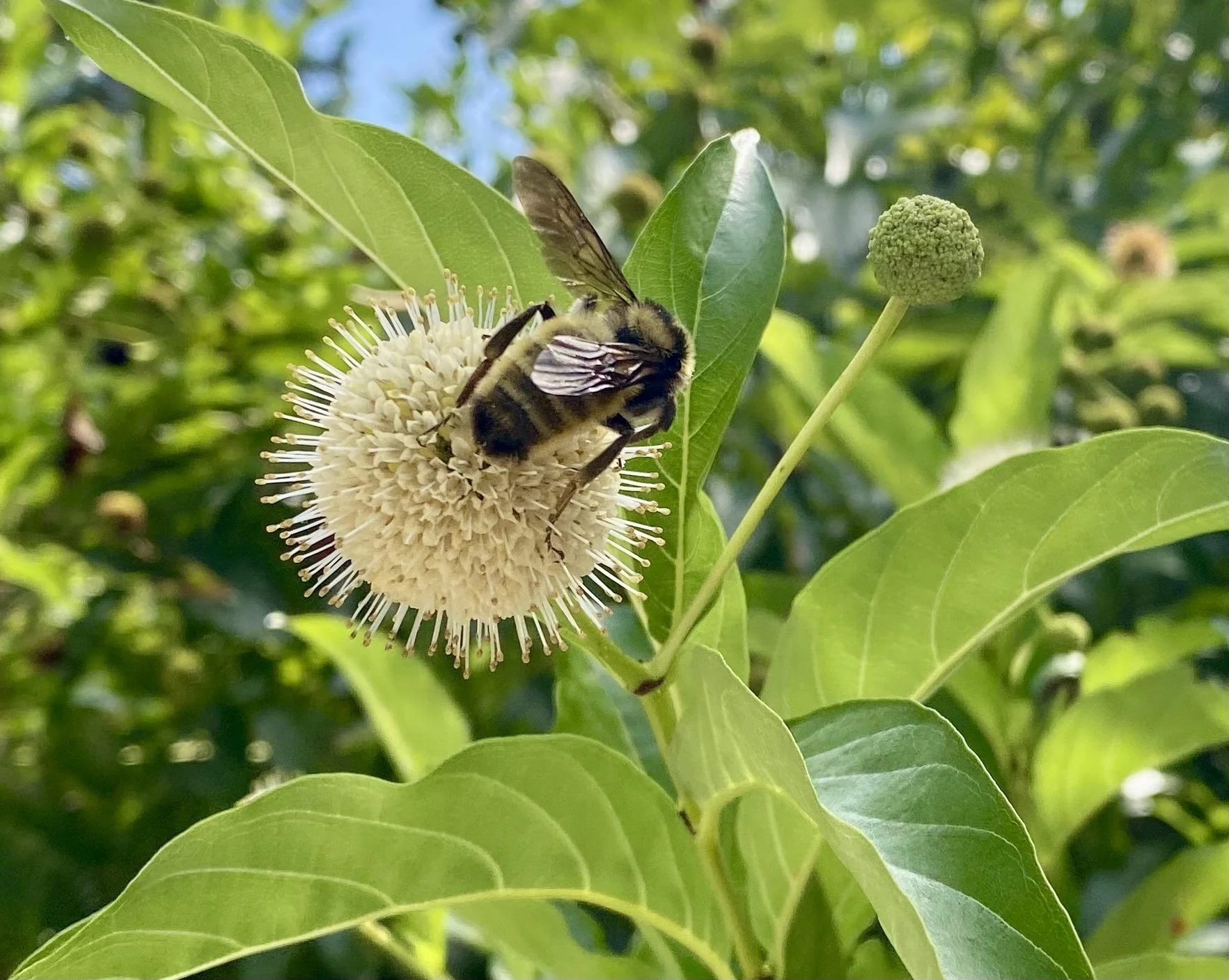 September Sunday Afternoon Nature Walk - Piedmont Environmental Center