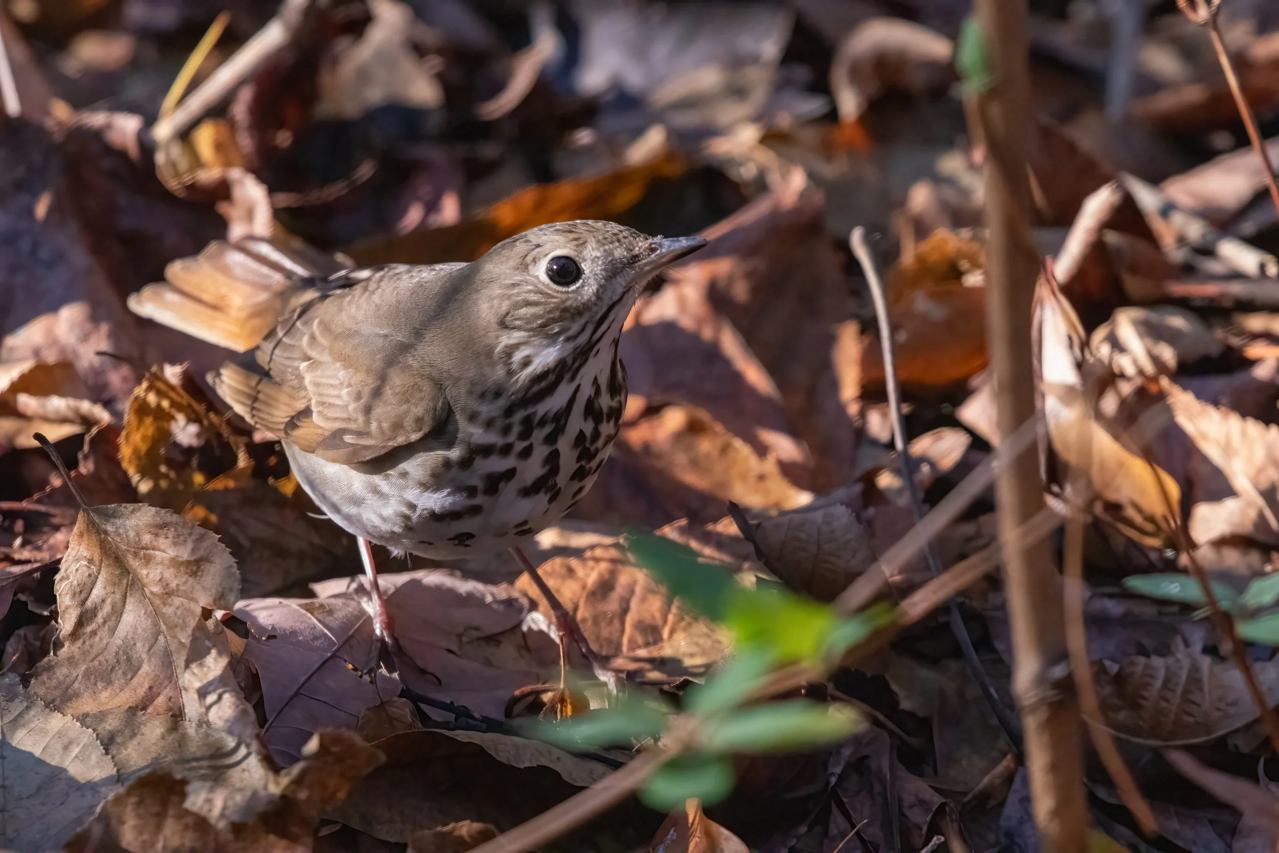 20191218-IMG_4700-Edit.jpg