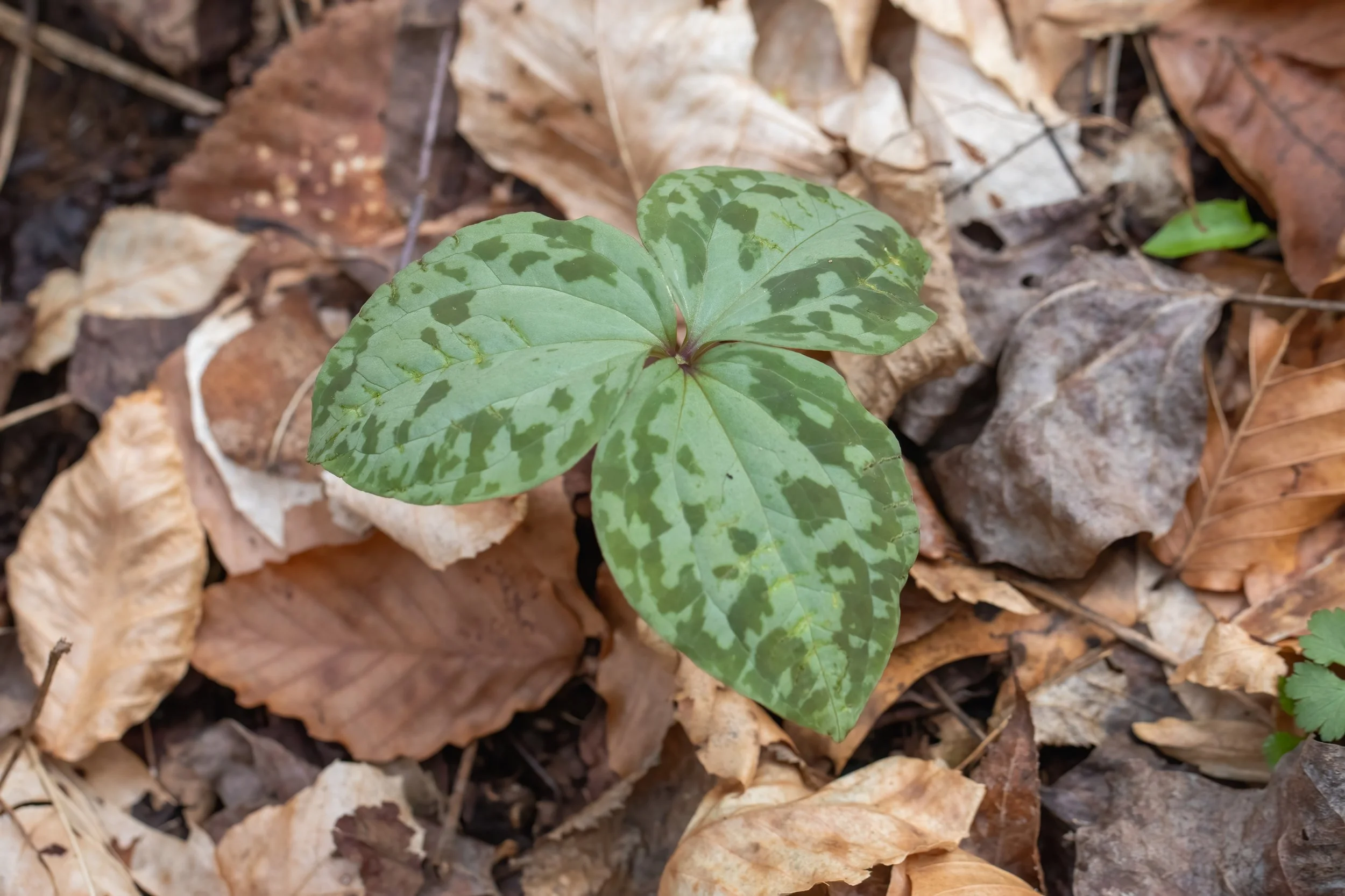 20240317-IMG_0358-Edit.jpg