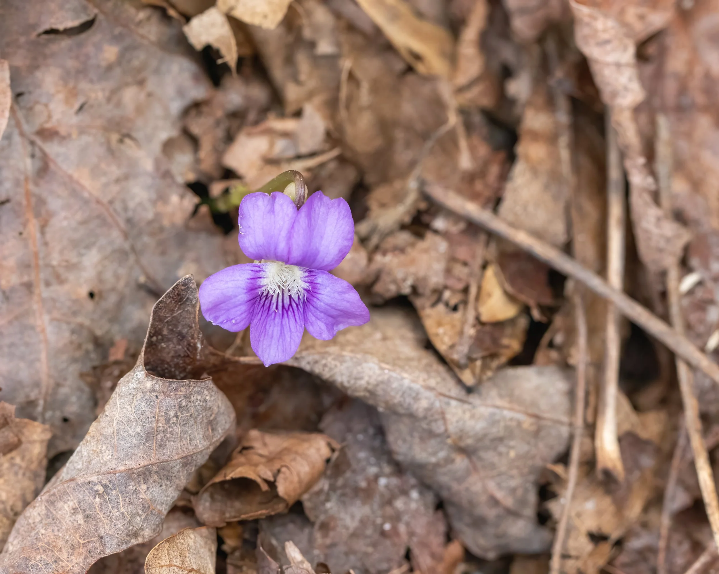 20240317-IMG_0026-Edit.jpg