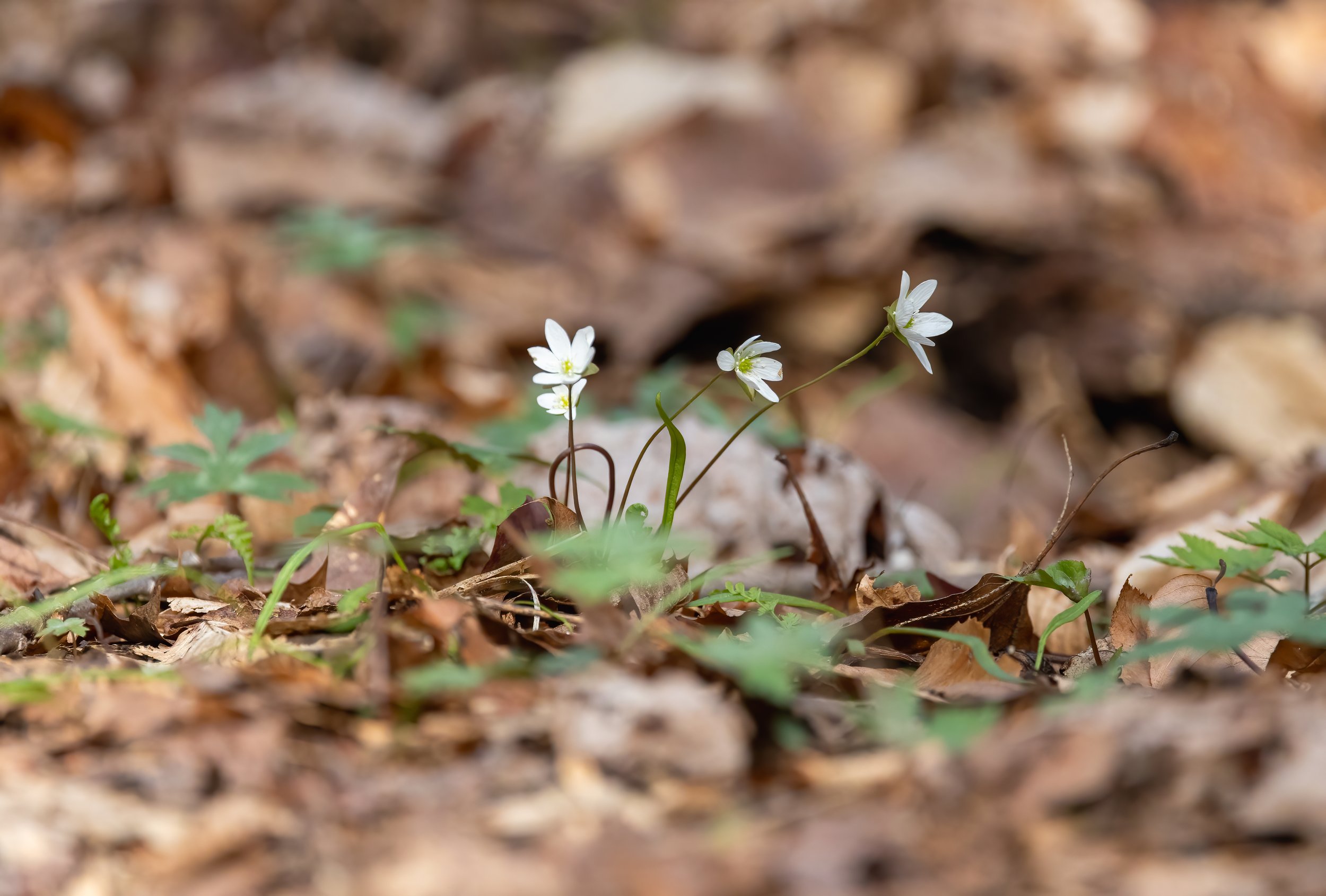 20240317-B70A4233-Edit.jpg