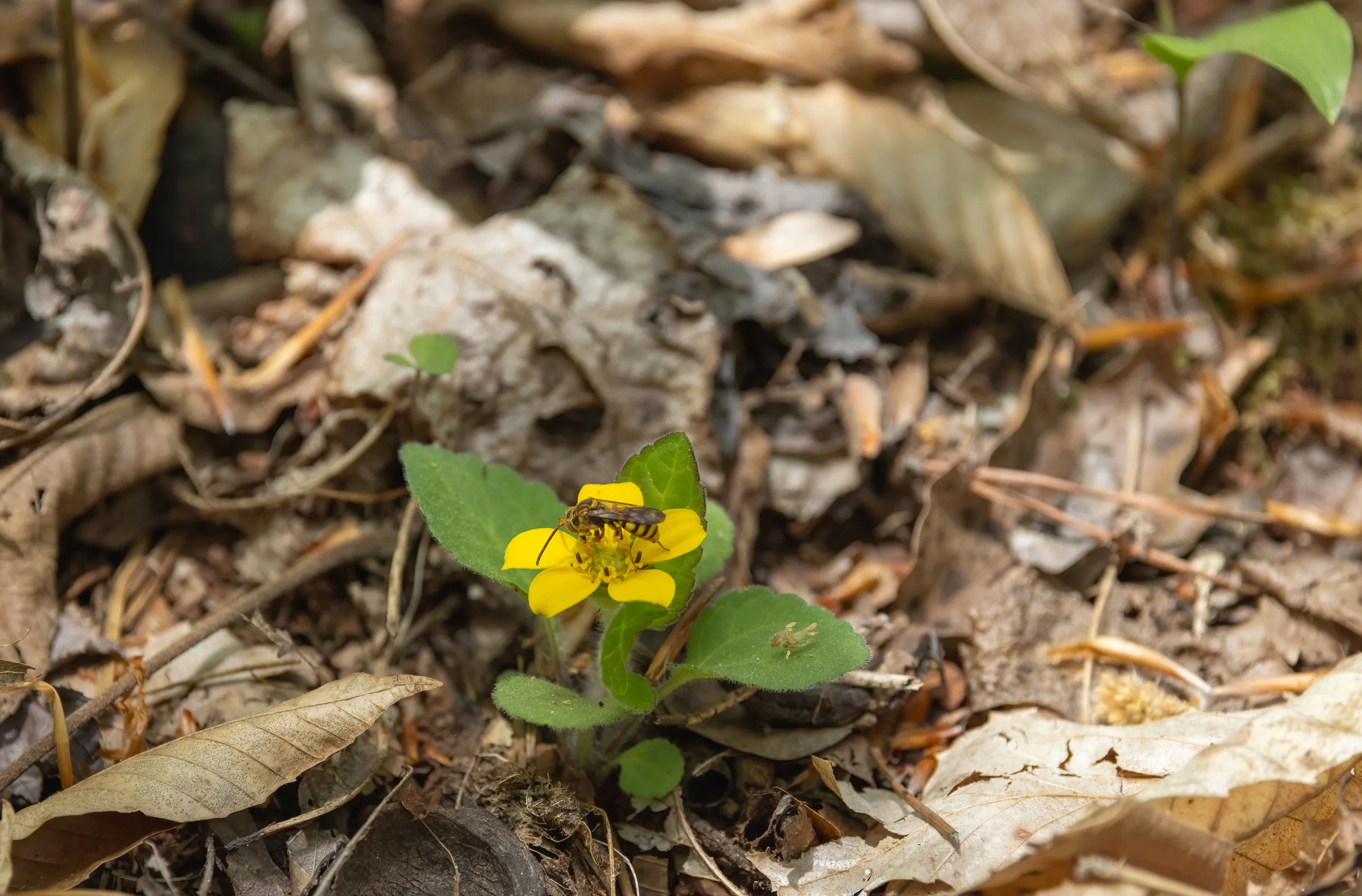 20250421-4J7A7027-Edit.jpg