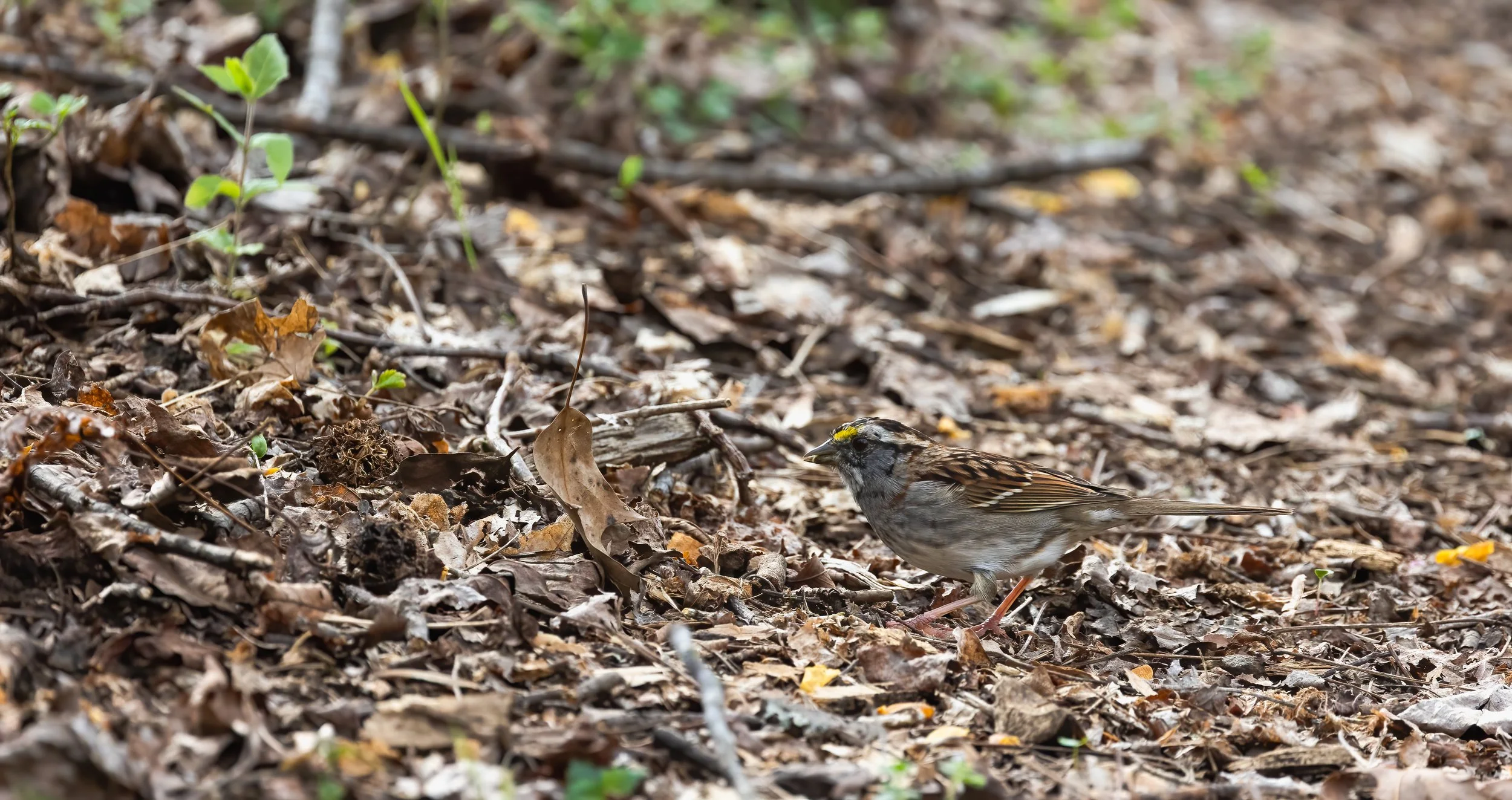 20240402-B70A7195-Edit.jpg