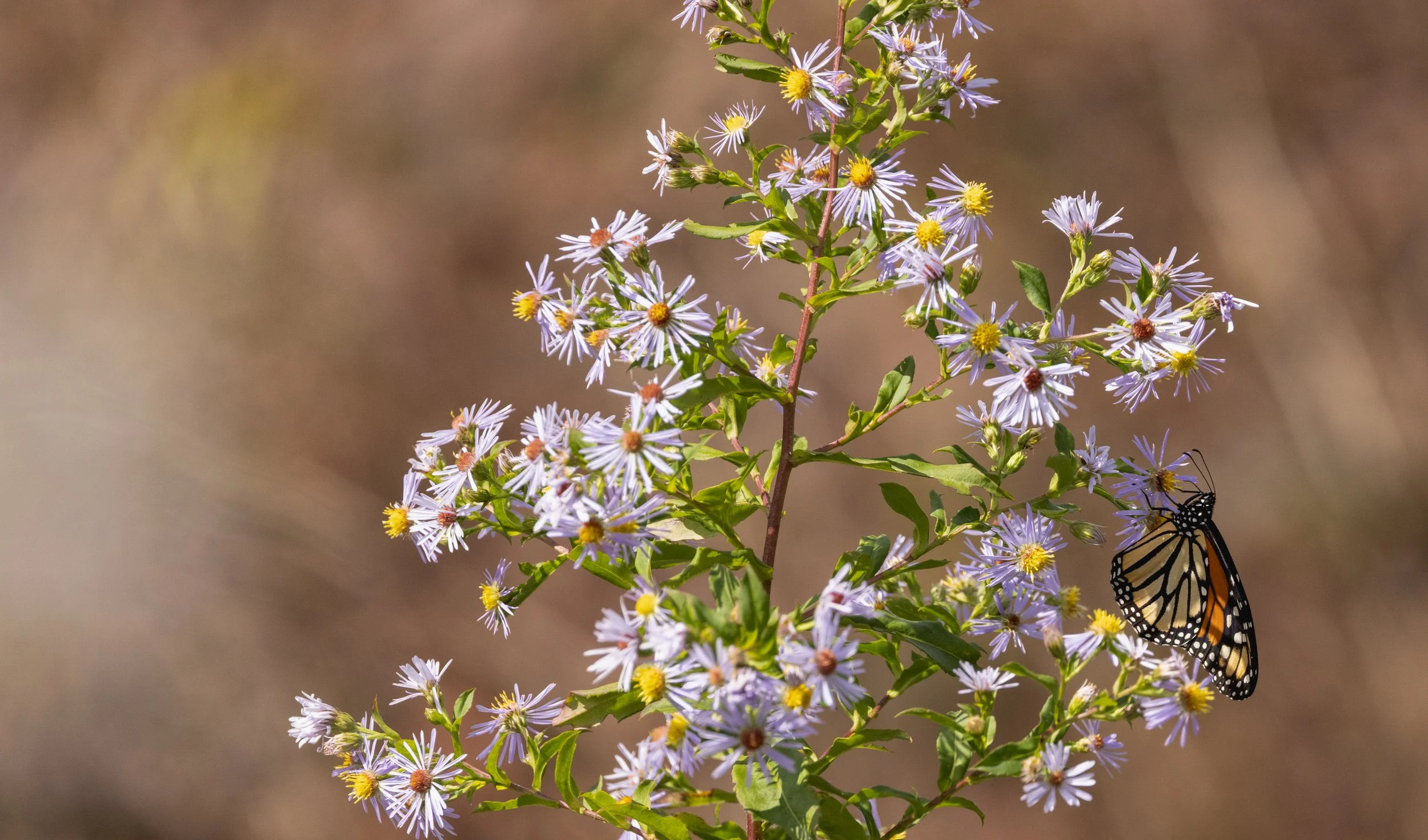 October Nature Walk to Celebrate Native Plants Week and Birdability Week