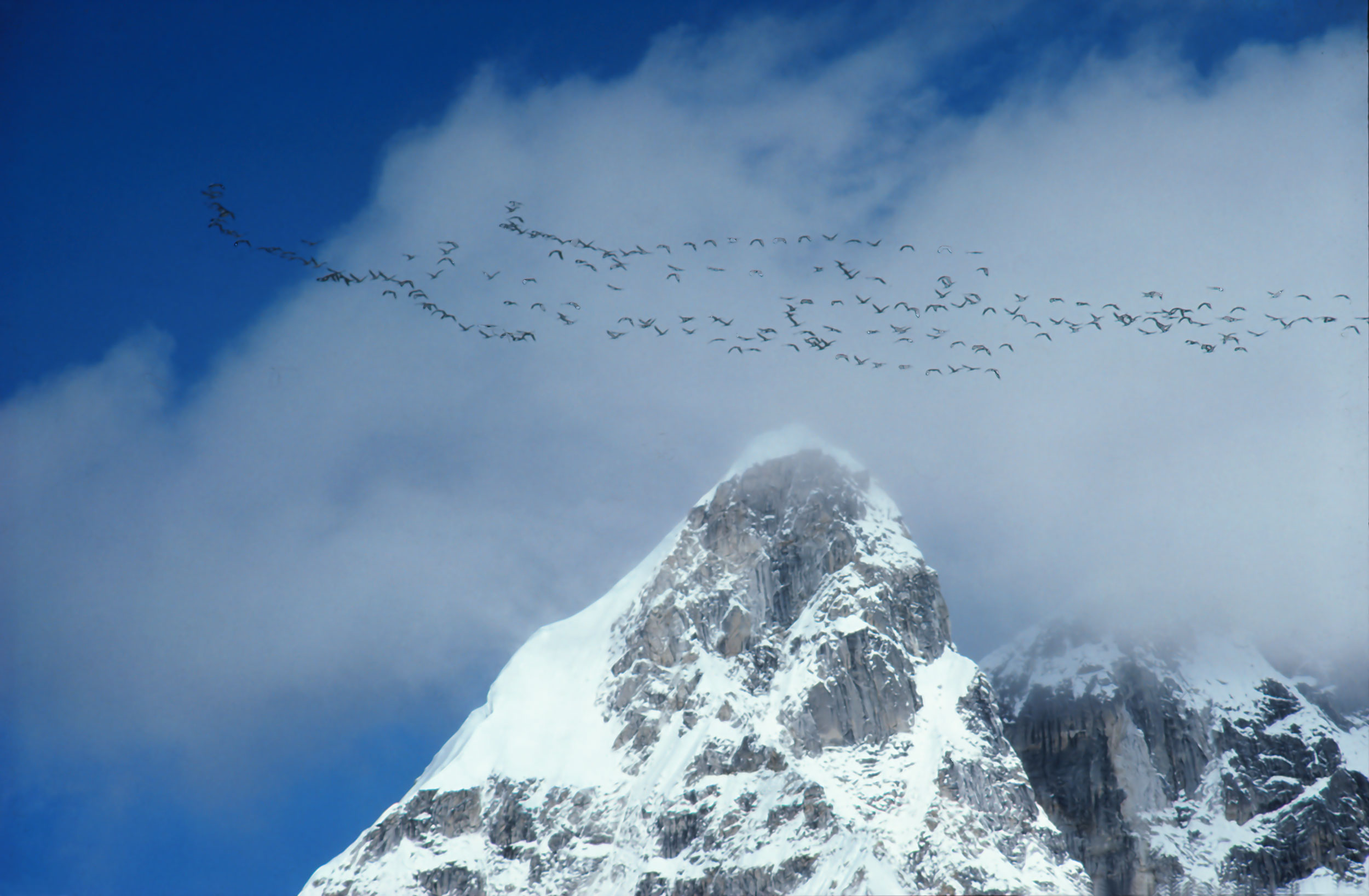 Himalayan-Geese_c.jpg