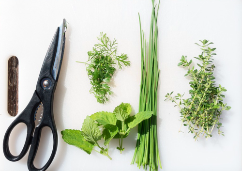 Week 1: Start an herb garden