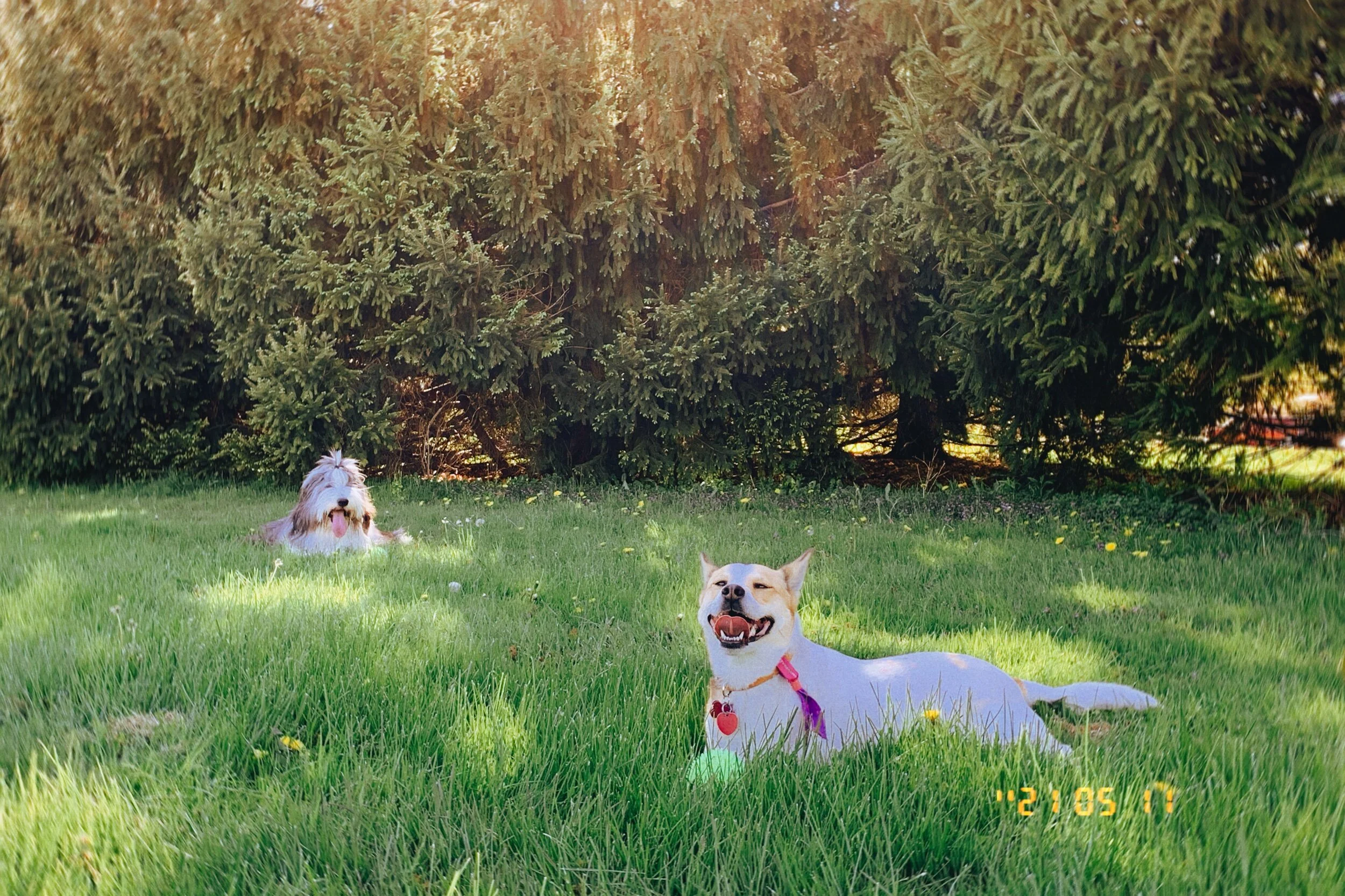 IMG_2169.jpeg