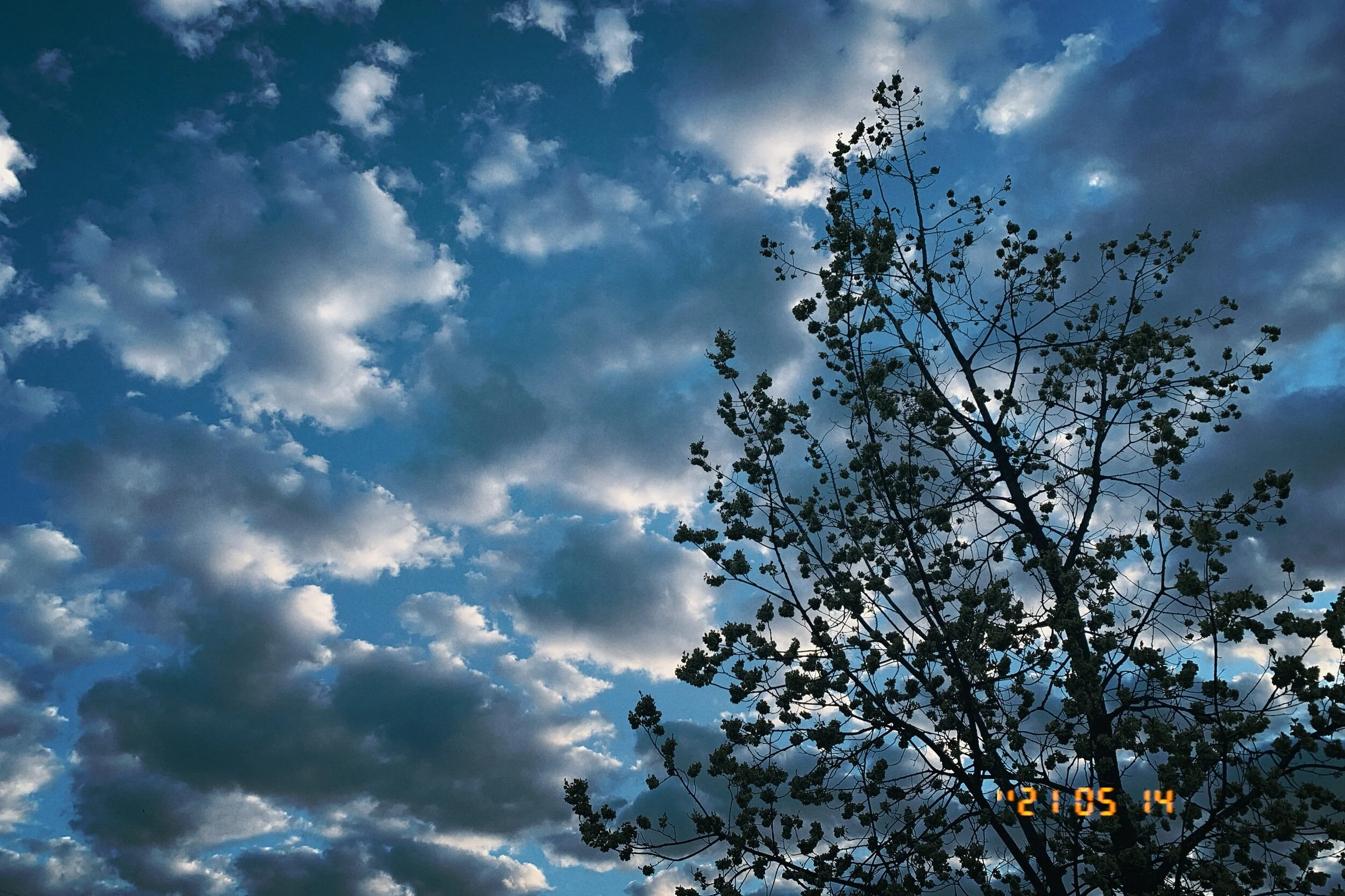 IMG_2205.jpeg