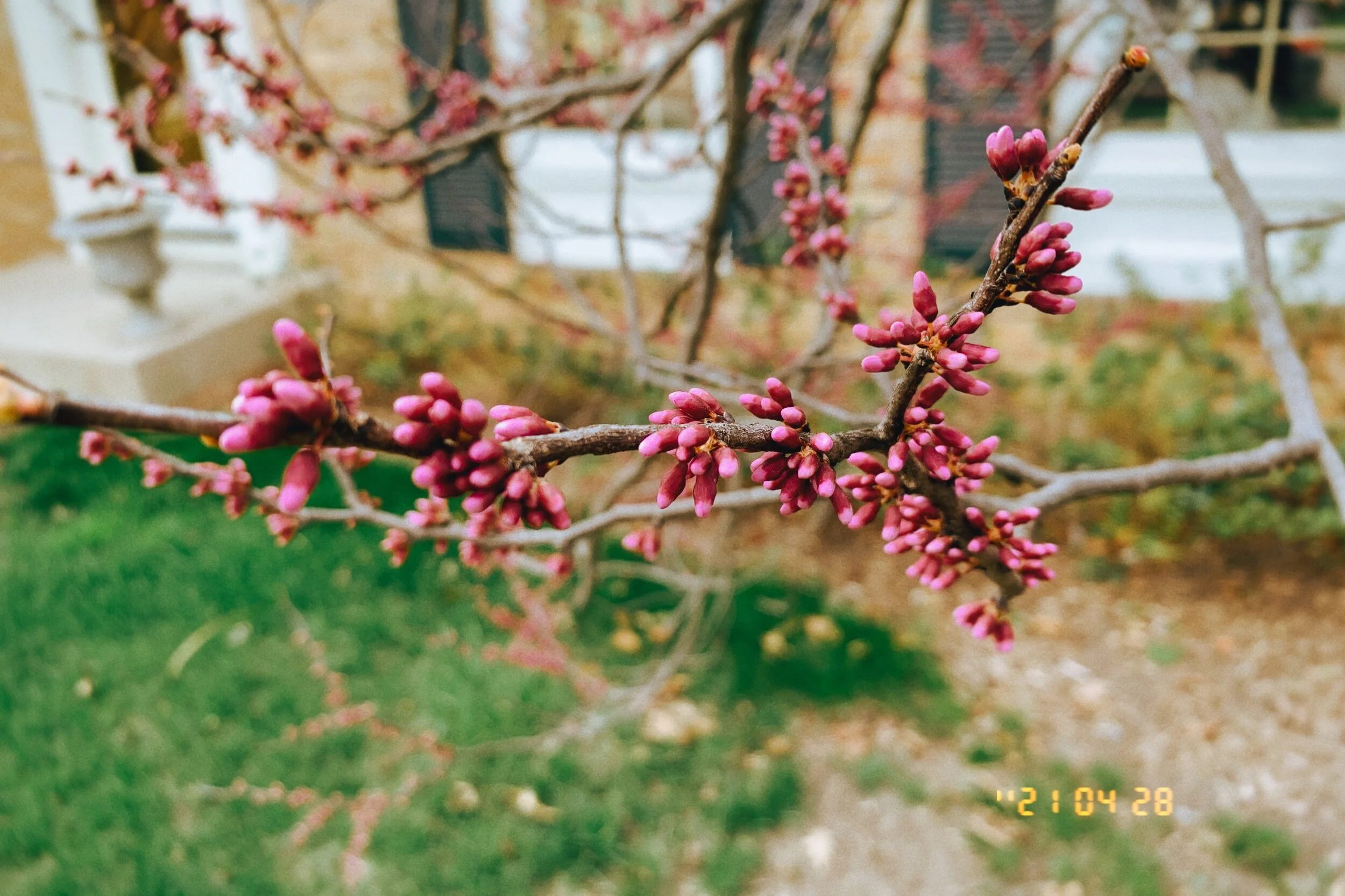 IMG_2071.jpeg