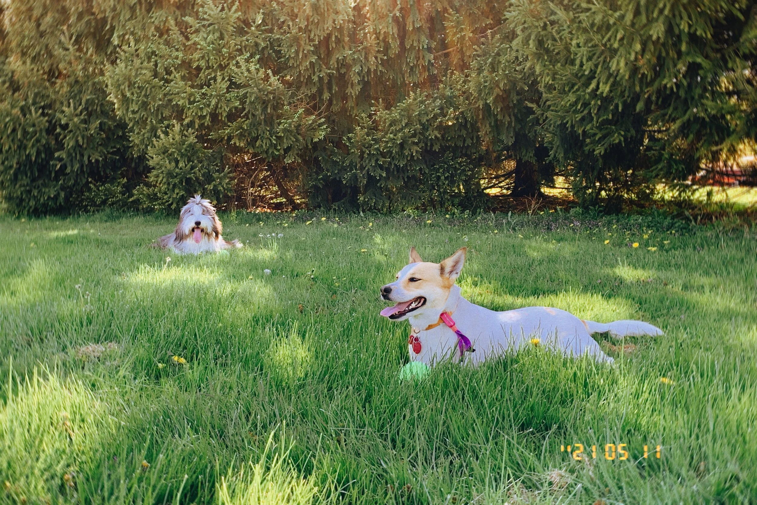 IMG_2168.jpeg