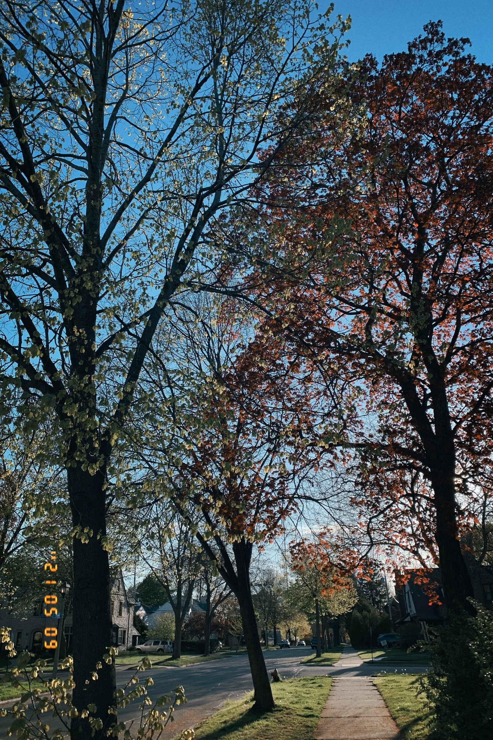 IMG_2151.jpeg