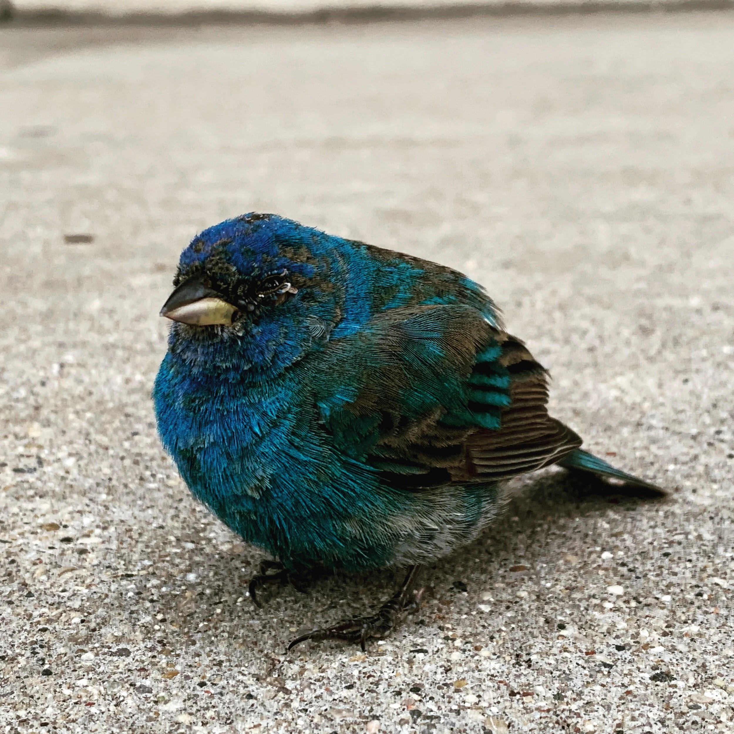 Indigo Bunting