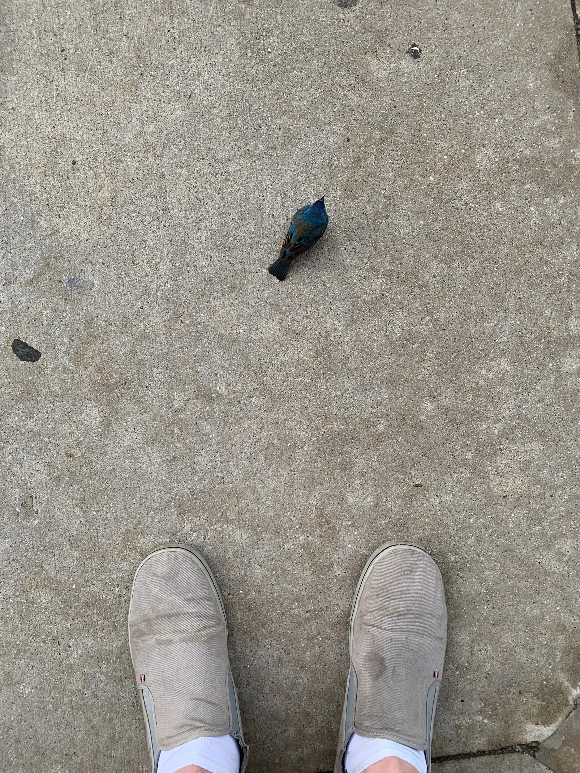Indigo Bunting
