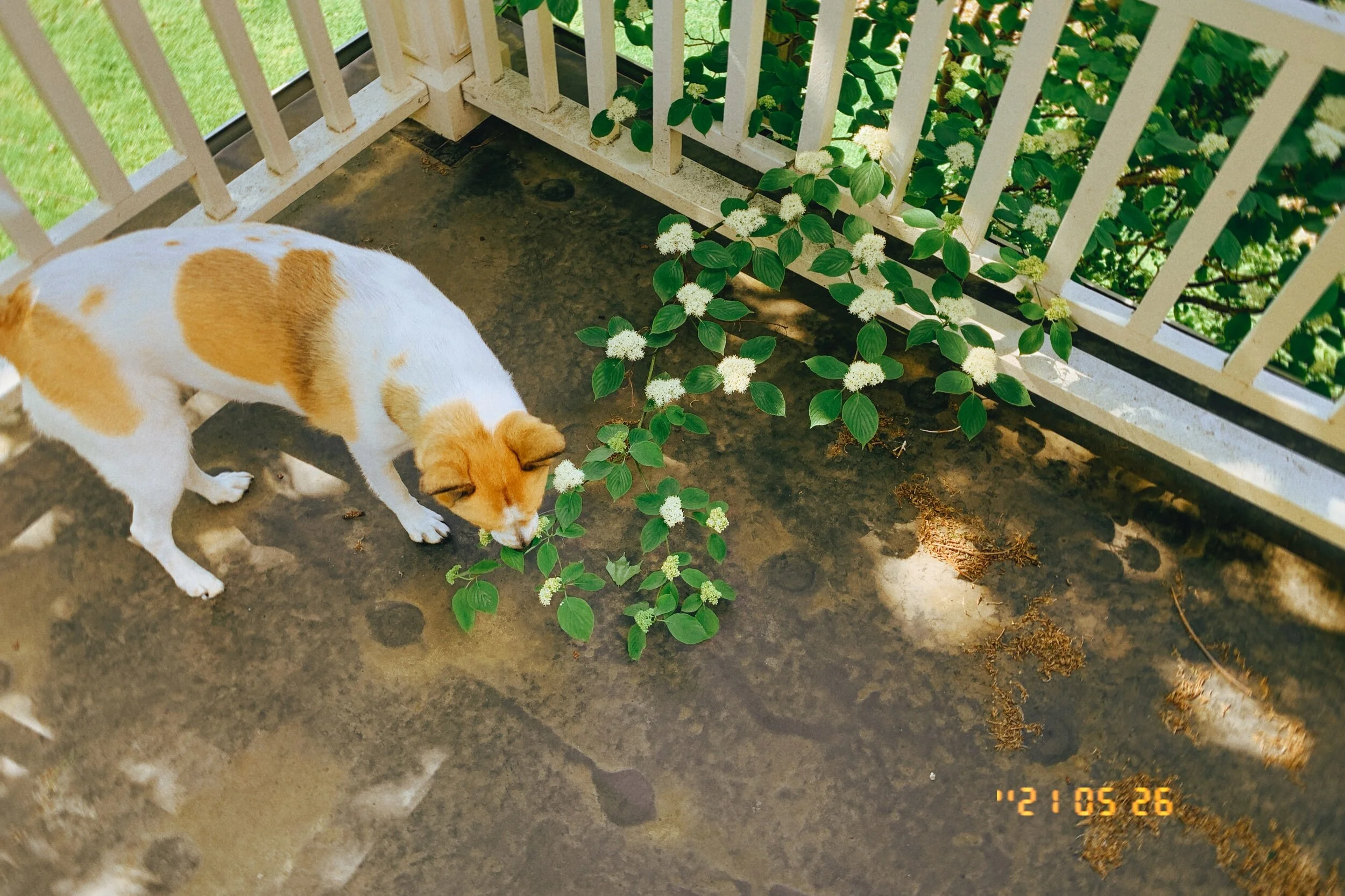 IMG_2336.jpeg