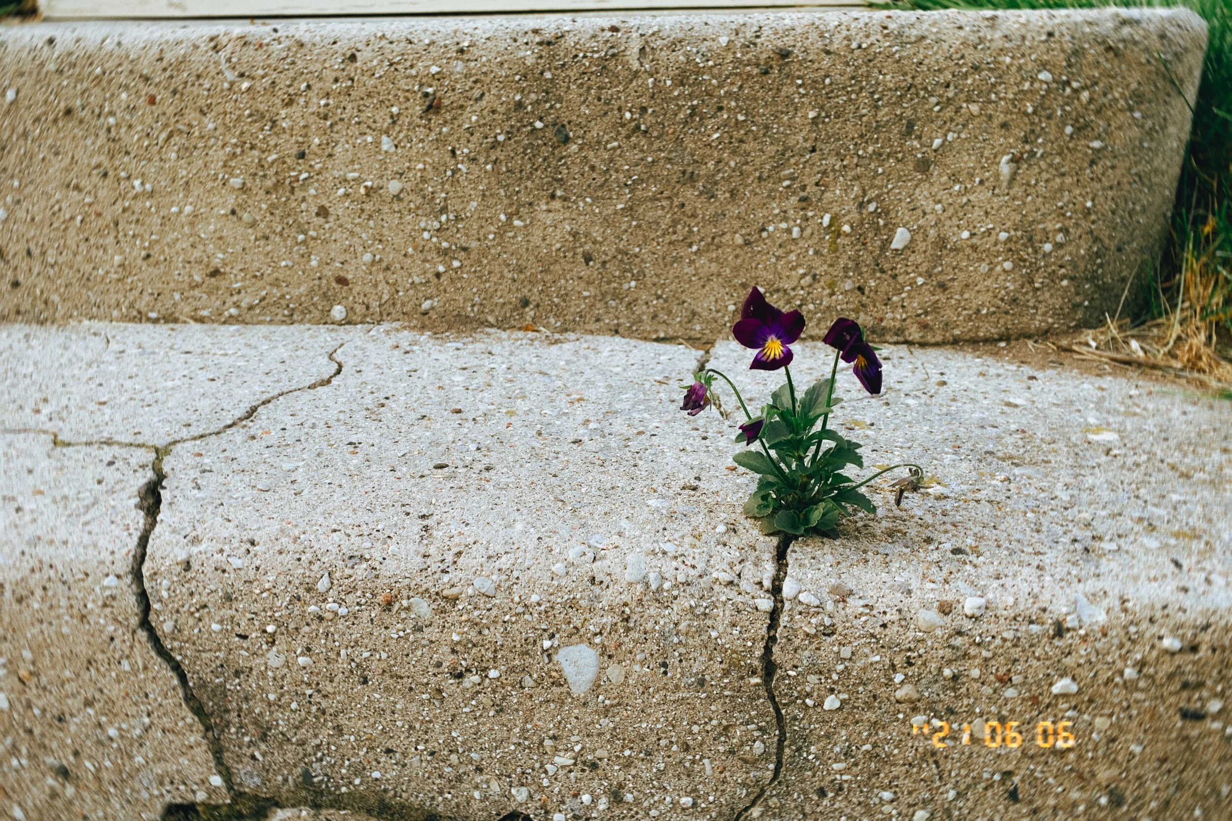 IMG_2447.jpeg