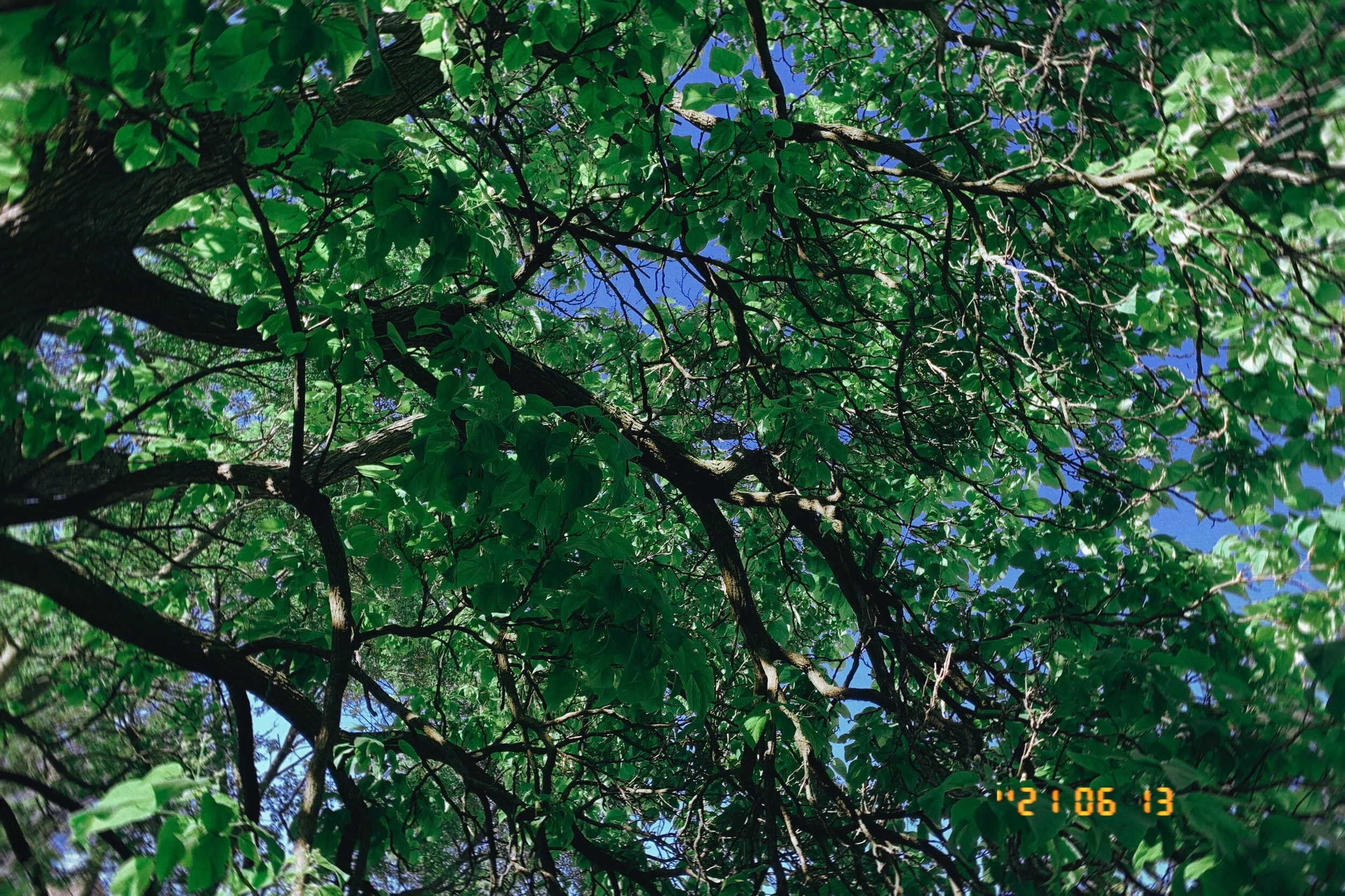 IMG_2540.jpeg