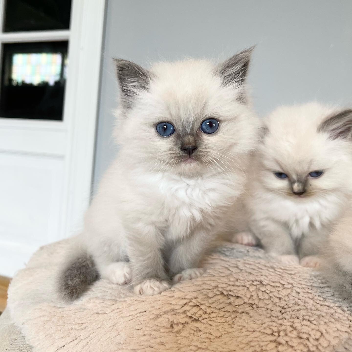 💙 little blue mitted girl 💙. #ragdollkitten #ragdollcat #ragdollworld #ragdoll_feature #ragdollkitty #ragdollofinstagram #ragdolloftheday #ragdollbreed #bluemittedragdoll #blueragdoll #ragdollbreeder #ragdollcattery #ragdollnorge #ragdollnorway #ra