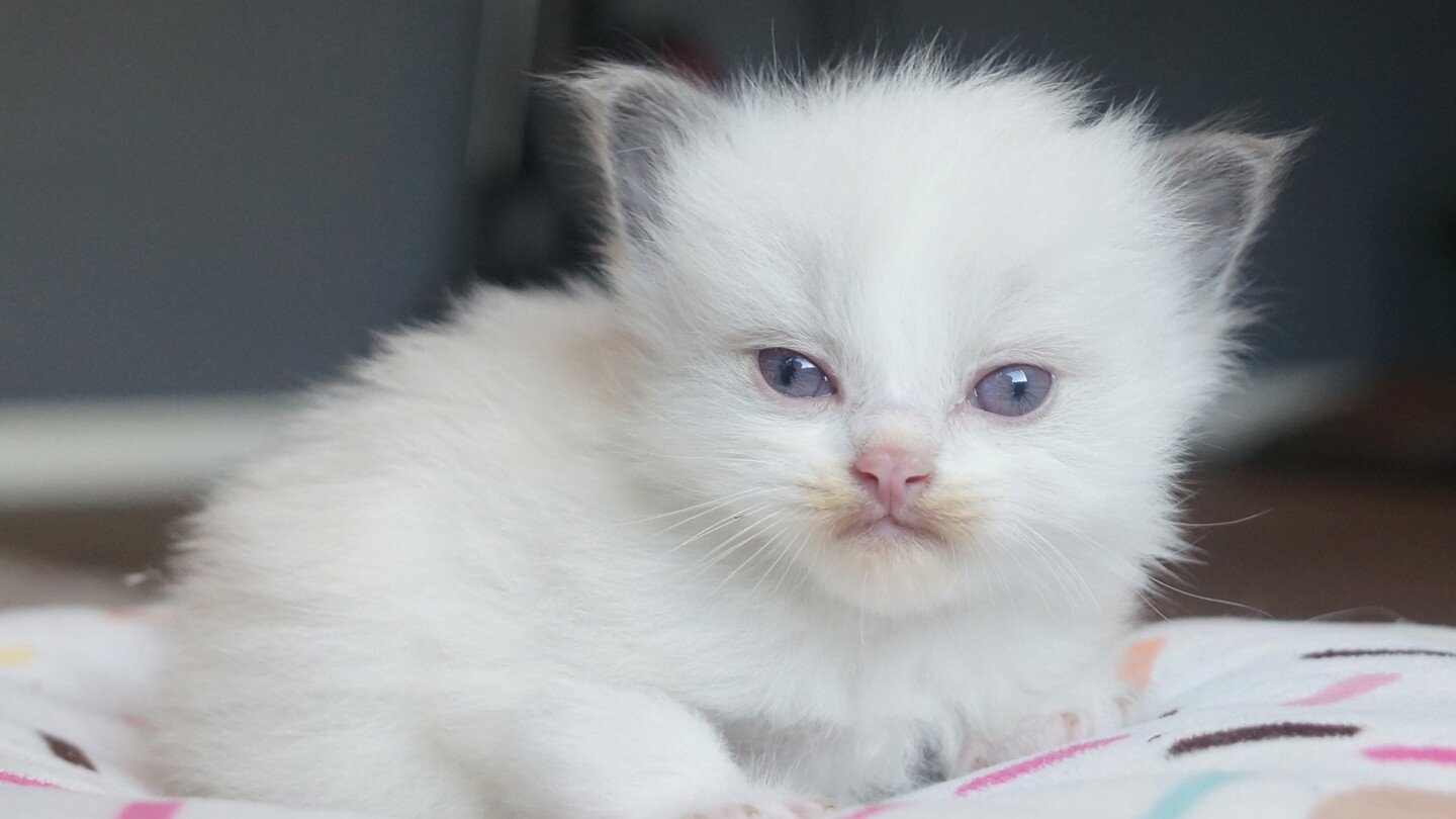 Purple eye kitten! This little boy has purple/pinkish eyes. I had never seen eyes like this in a kitten, they have always been a dark blue color at this age. But a few breeders have told me they have experienced this color on a kitten previously ( wa