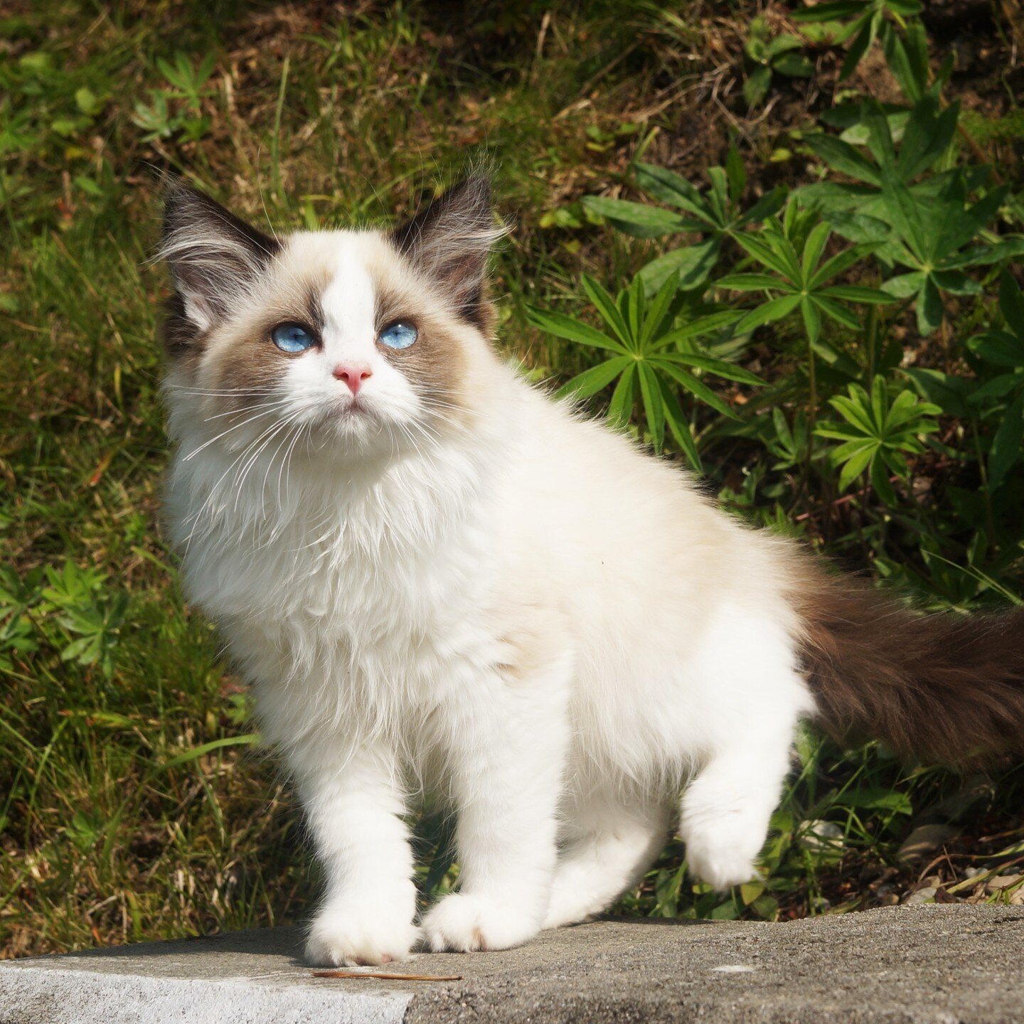 💙 Seal Bicolor Girl 💙 #ragdollkitten #sealbicolorragdoll #brunbicolorragdoll #ragdollcatsofinstagram #ragdollkittensofinsta #ragdollphoto #ragdolloppdretter #ragdolloppdrett #ragdollnorge #ragdollnorway #ragdollsofnorway #ragdollkattunge #ragdollki