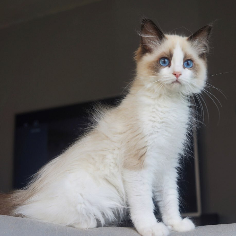 Ruykirags Yeshe, Seal Bicolor boy 💙. #ragdollkattunge #ragdollkatt #ragdollnorway #ragdollnorge #ragdollkitten #ragdollworld #ragdollkitty #ragdollcatsofinstagram #ragdolloftheday #ragdolloppdretter #ragdolloppdrett #kittensofinstagram #brunbicolorr