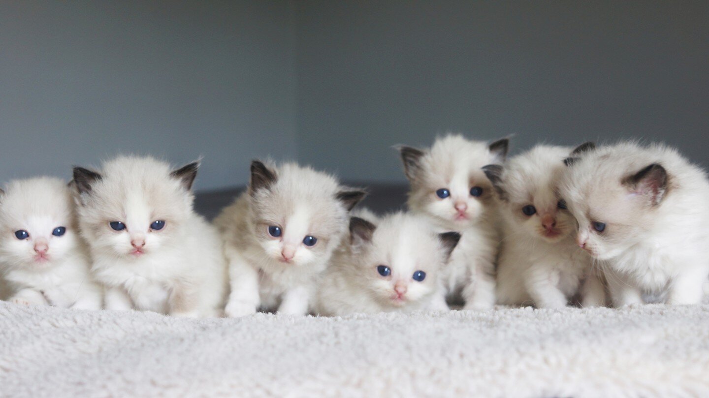 Finally got them in one photo, Cherryblossom&acute;s litter of 7 kittens. 3 boys and 4 girls, all seal bicolor. They are all so alike 😍. #ragdollkitten #ragdollcat #ragdollsofinstagram #ragdoll_feature #sealbicolorragdoll #kittensoftheworld #kittens