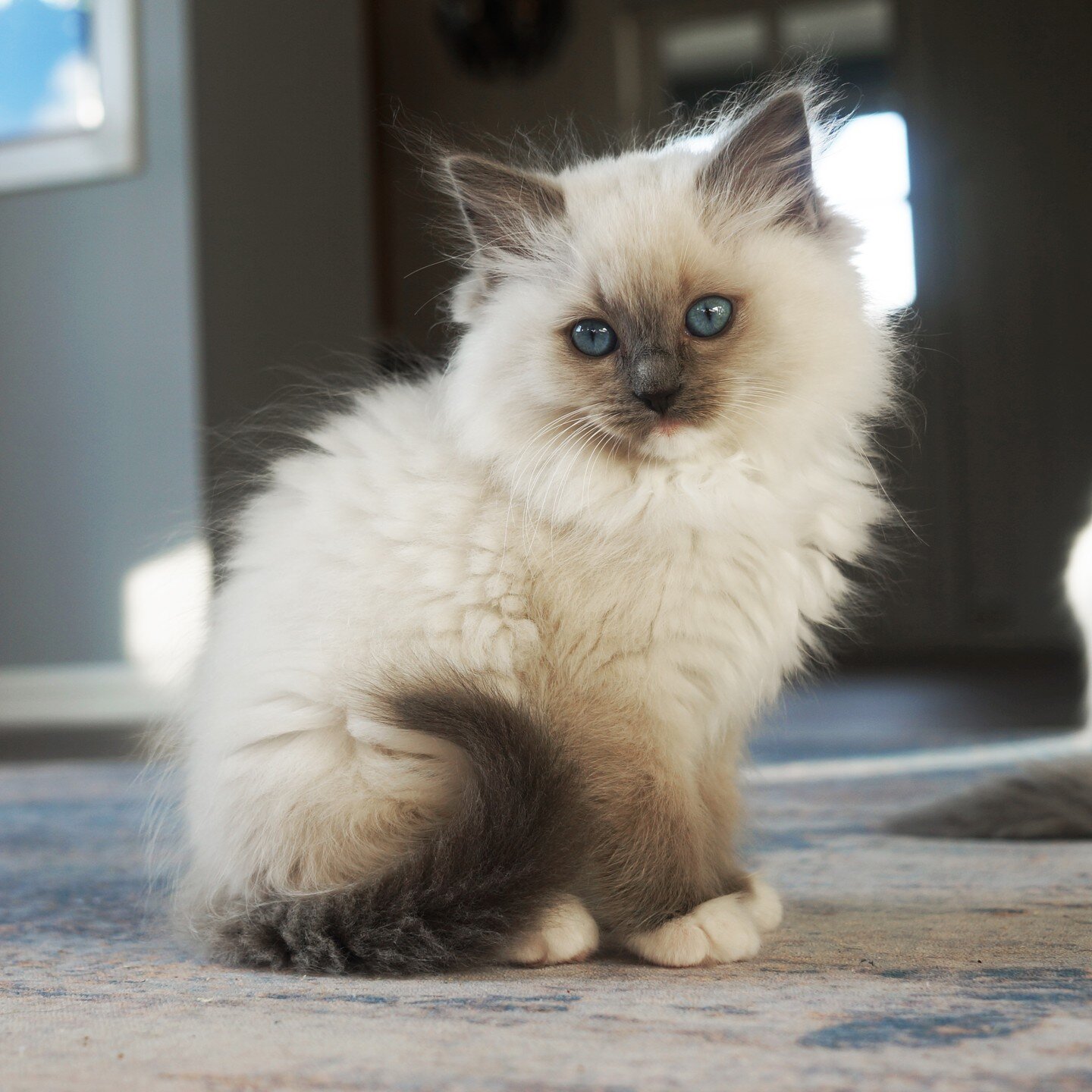 ❤️ Blue Mitted Girl ❤️ #ragdollkitten #ragdollcat #ragdolllovers #ragdollkitty #ragdollnorge #ragdollnorway #ragdollkattunge #ragdollkatt #bluemittedragdoll #bl&aring;mittedragdoll #ragdolloppdretter #ragdolloppdrett #ragdollcatsofinstagram #ragdoll_