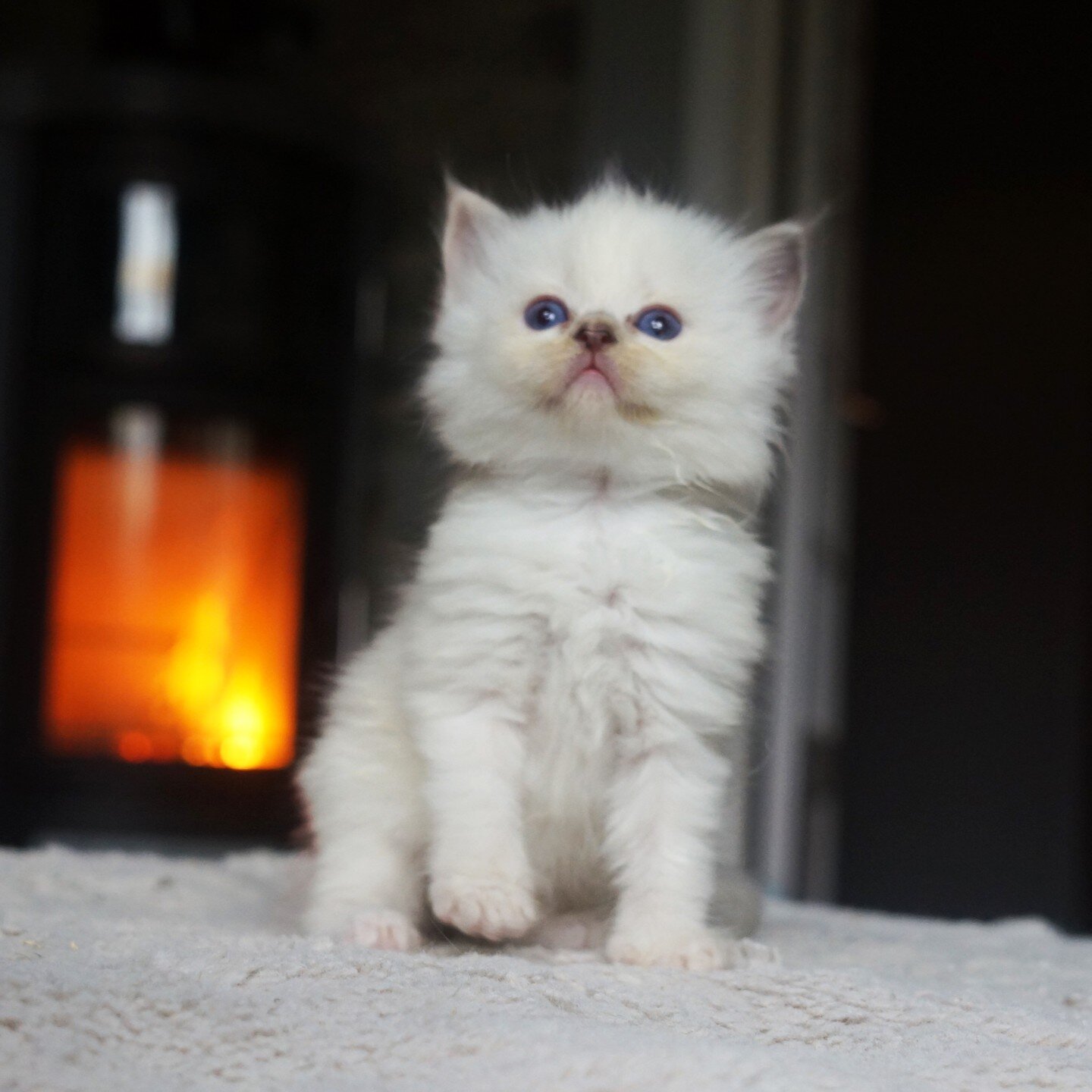 Lilac Torbie ( Tortie + Lynx ) girl. First ever of this color born in the cattery ❤️. She is under evaluation. From Ruykirags Felicity X Sirius Gemme Preziose. #ragdoll #ragdollkitten #lilacragdoll #tortieragdoll #tortiesofinstagram #ragdollcat #ragd