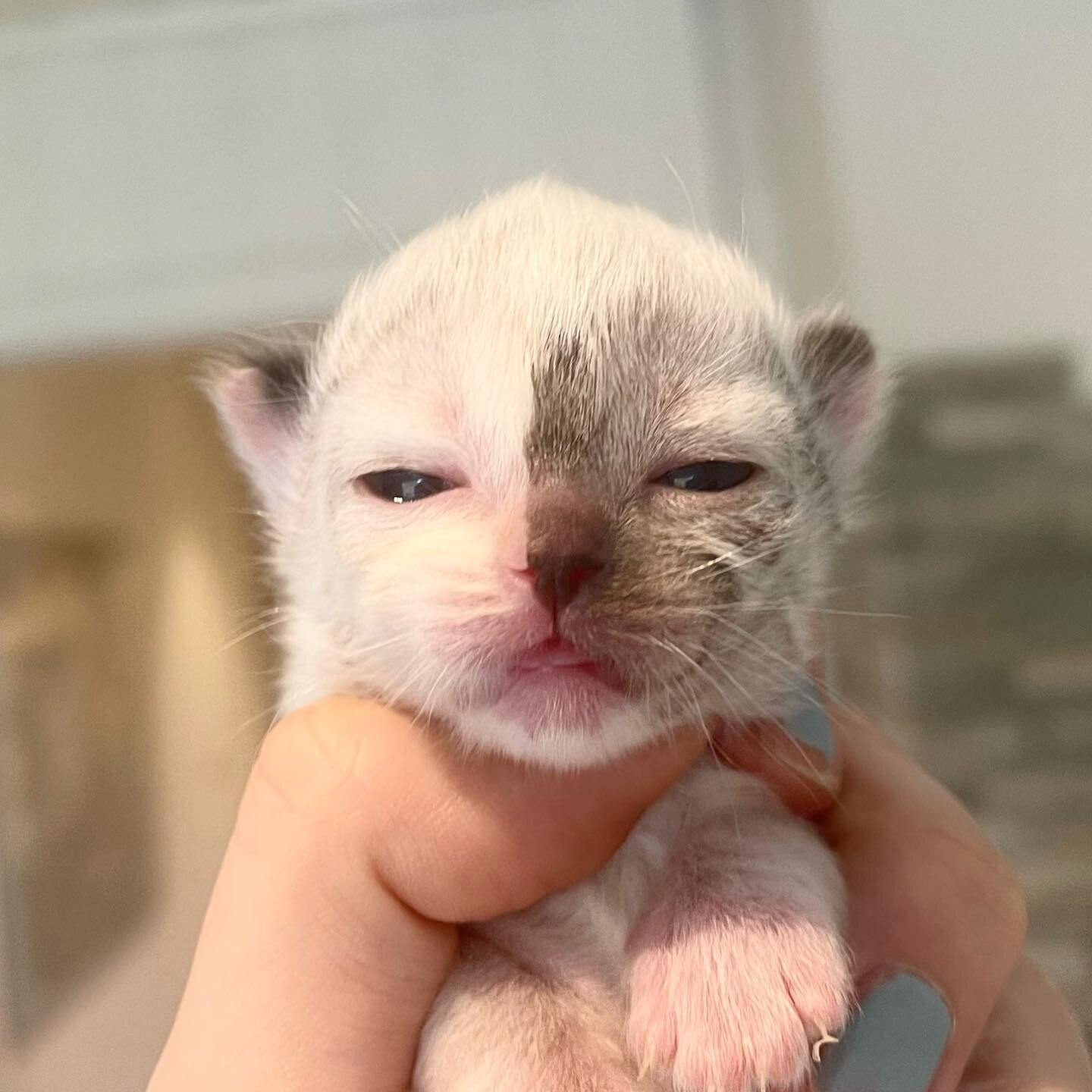 Spilt-face Tortie 😍. Torties are so random, but sometimes you get a perfect split face like this baby girl. She is Seal Tortie Mitted.  Her left side will become a deep dark brown and her right side will slowly become a fiery red.  #ragdollkitten #s