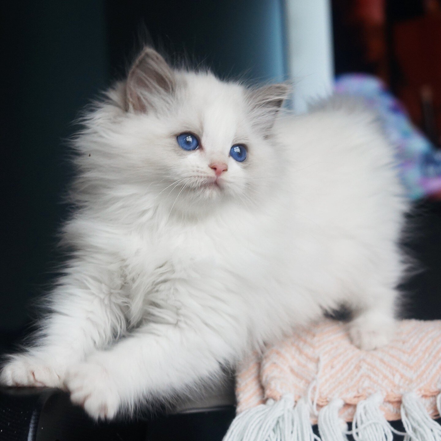 💙Blue Bicolor Boy 💙 Fantastic eye color, chocolate carrier, fantastic personality and perfectly marked. What more could you ask for? He is currently under evaluation. #ragdollsofinstagram #ragdollkattunge #ragdollkatt #bl&aring;bicolorragdoll #blue