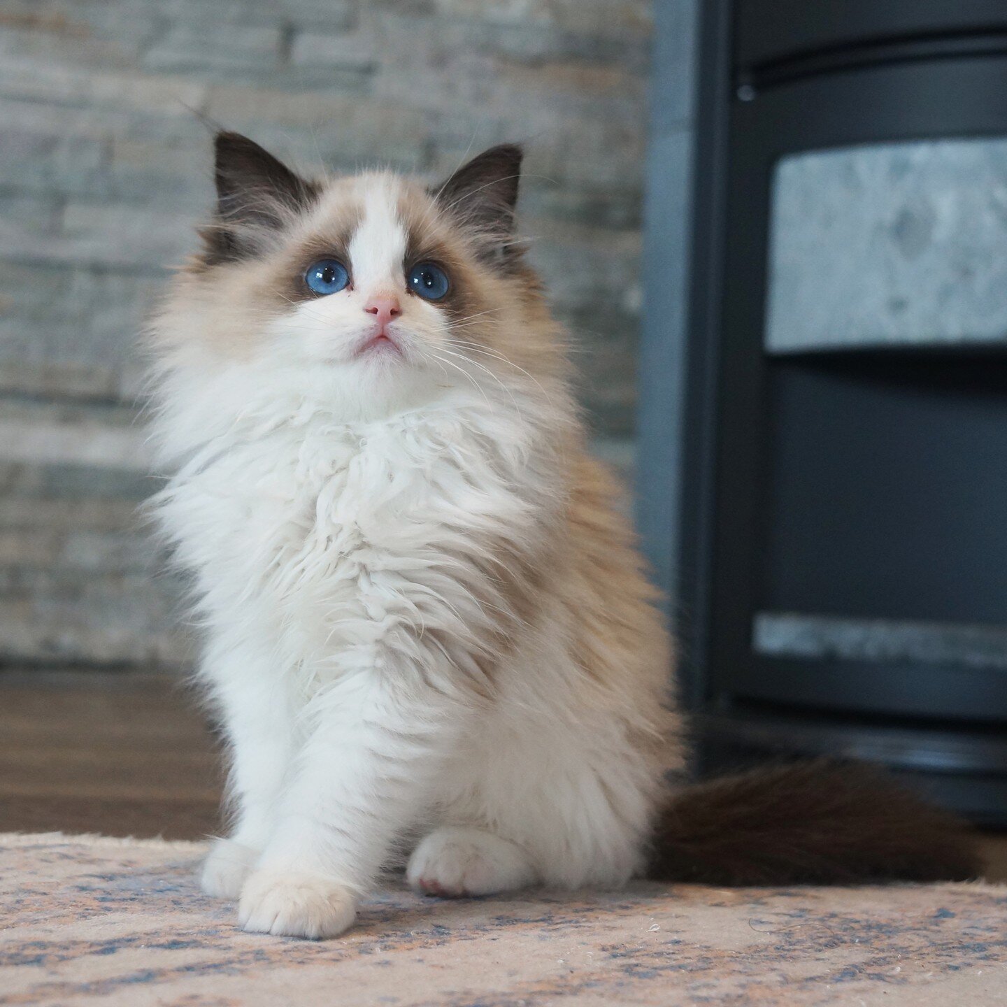 Seal Bicolor girl from Cherryblossom + Magic litter ❤️. #ragdollkitten #ragdollcat #ragdollsofinstagram #ragdollcattery #ragdollsofinsta #ragdollkattunge #ragdollkatt #ragdollnorge #ragdollnorway #ragdollphotos #sealbicolorragdoll #brunbicolorragdoll