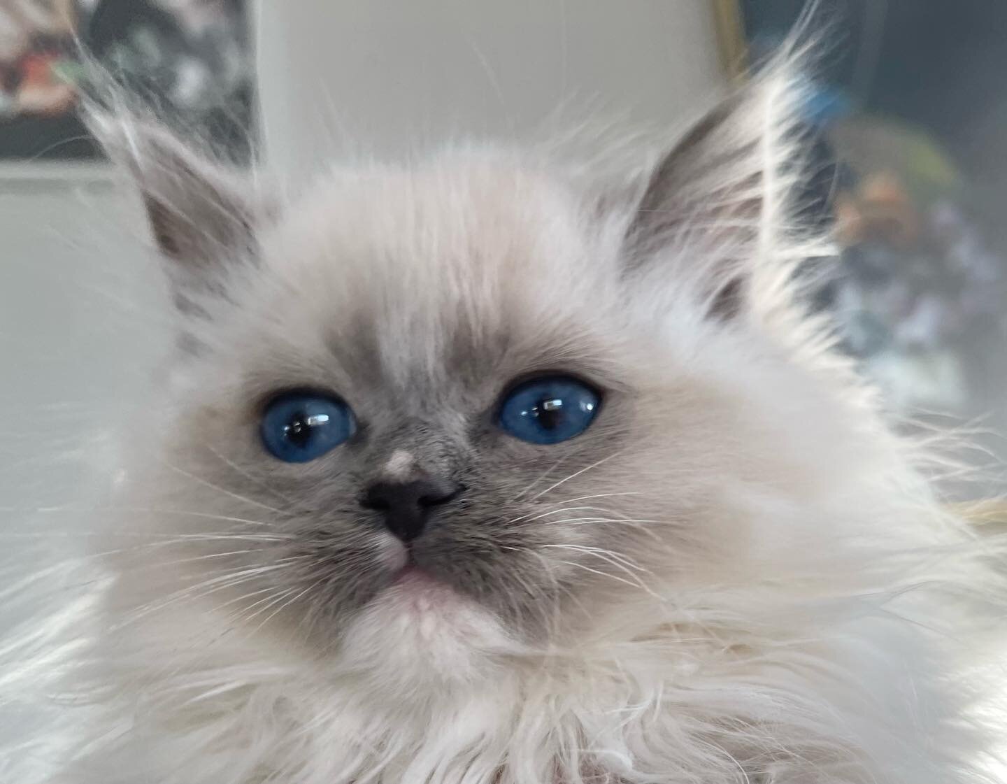 💙 Blue Mitted Boy 💙 - under evaluation  #ragdollcat #ragdoll_feature #ragdollkitten #ragdollkitty #ragdollcatsofinstagram #ragdollkatt #ragdollkattunge #ragdollnorge #ragdolloppdretter #ragdollnorway #bluemittedragdoll #bl&aring;mittedragdoll #ragd