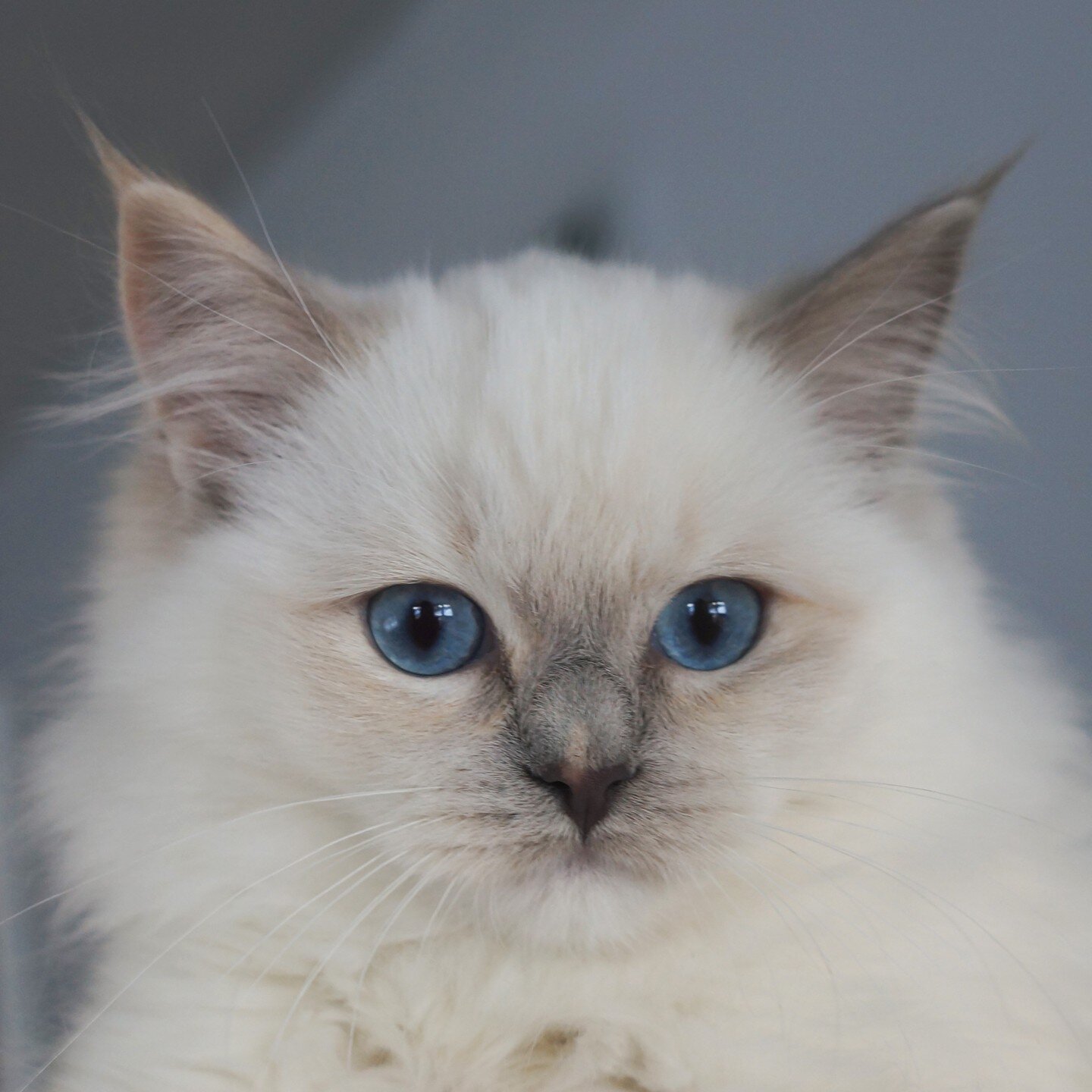 Lilac Tortie Mitted Girl ❤️. First ever of this color in the cattery. And the first or one of the first ever born in Norway. #ragdoll #ragdollkitten #ragdollcat #tortiecats #tortiesofig #tortieragdoll #ragdollnorway #ragdollnorge #katt #kattunge #rag