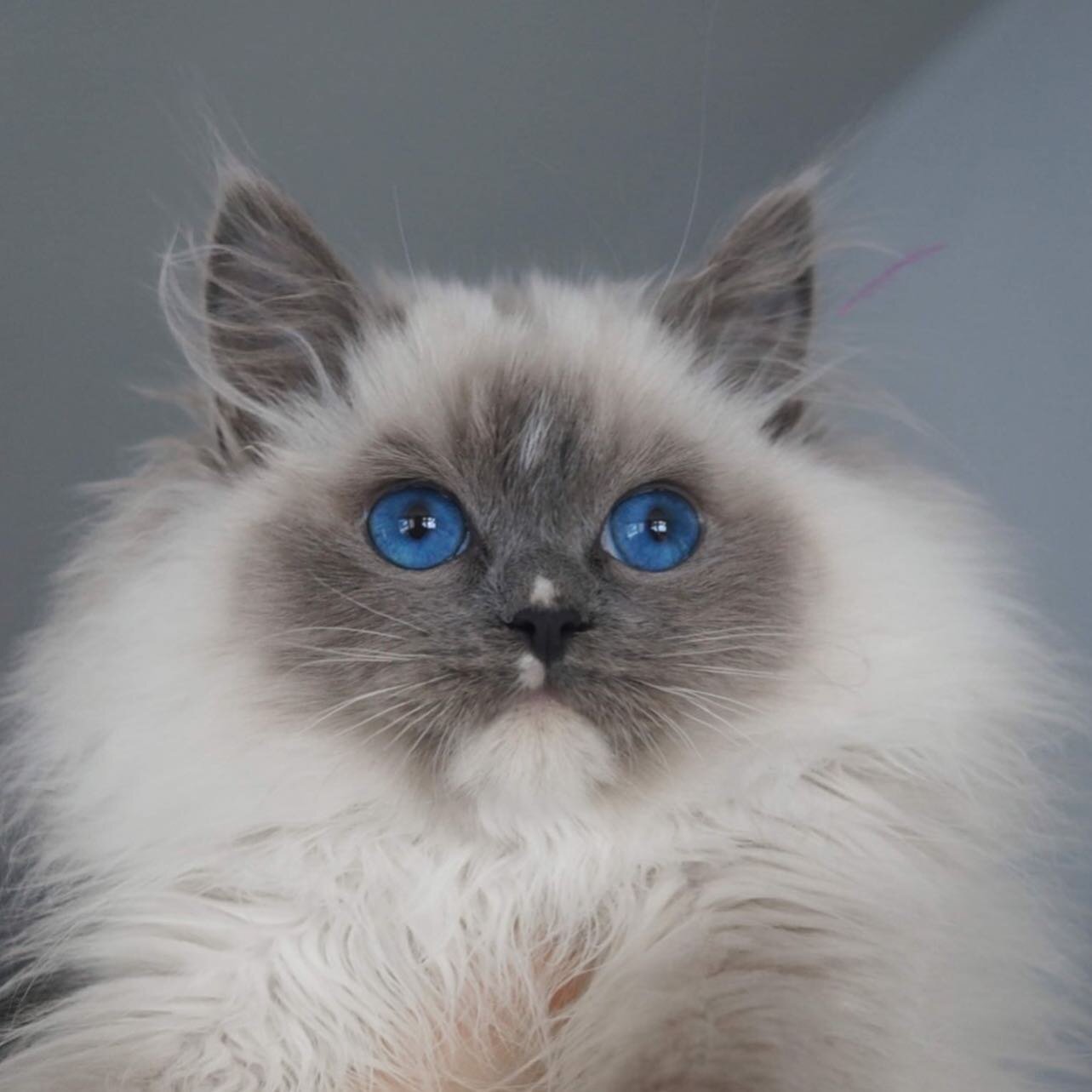 💙 Blue Mitted Boy 💙 chocolate carrier with the most intense eye color I have ever seen 😍. Maybe available for breeding in the future ( if I don&rsquo;t keep him myself 😅). #ragdollcat #bluepointragdoll #blueragdoll #ragdollkitten #ragdollkitty #r