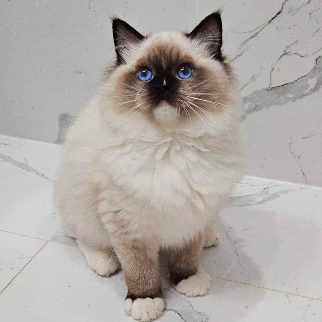 Isn&rsquo;t he gorgeous 😍? #ragdollcat #sealmittedragdoll #sealragdoll #brunmittedragdoll #brunragdoll #ragdollnorway #ragdollnorge #ragdolloppdretter #ragdolloppdrett #ragdollkitten #ragdollkitty #ragdollcatsofinstagram #kittensofinstagram #ragdoll