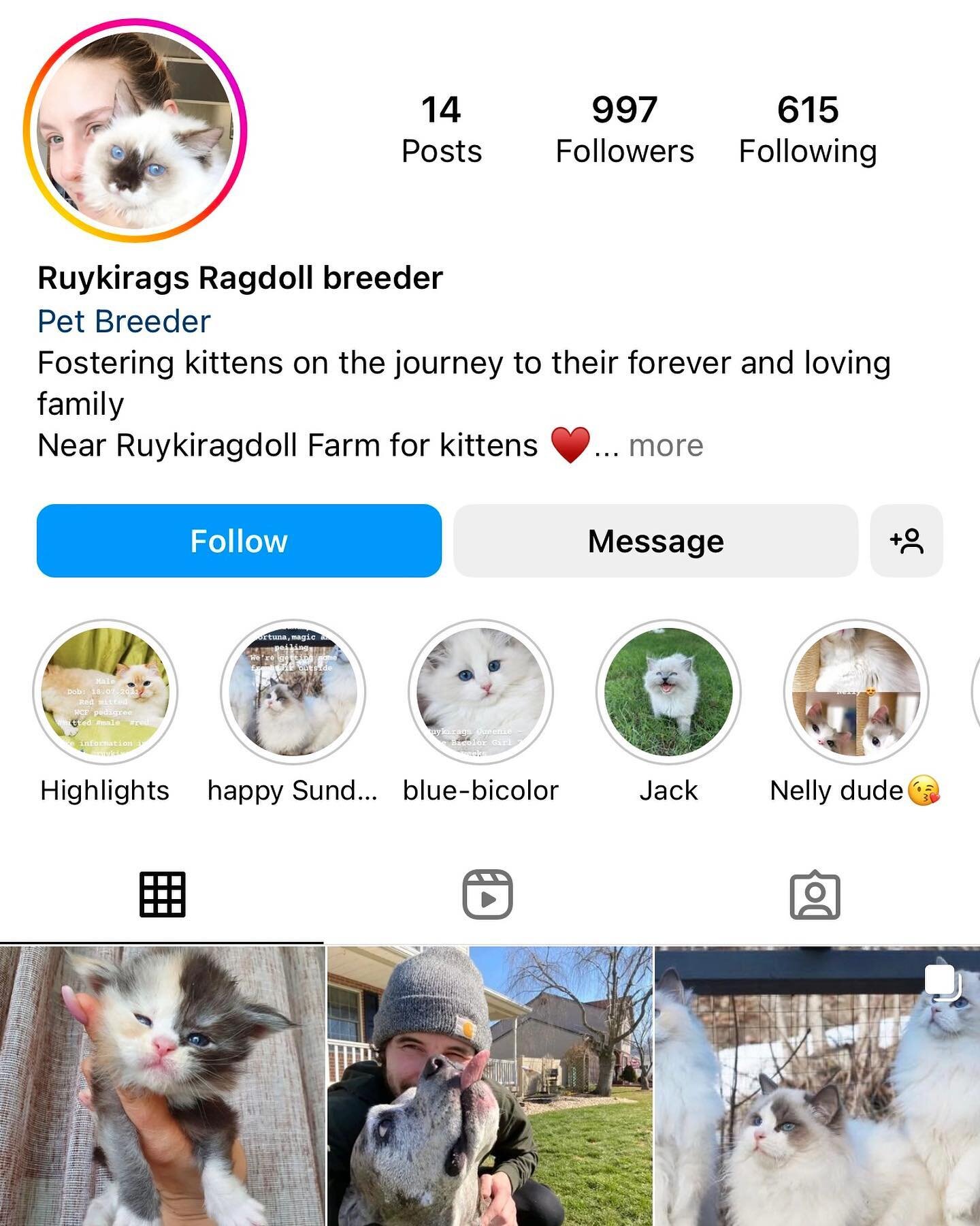 A reminder not to trust anyone online. Stole my photos and even the names of my cats, to create a fake instagram to steal deposits from people. If you want to buy a ragdoll kitten, take contact on multiple platforms and ask for documentation that PRO