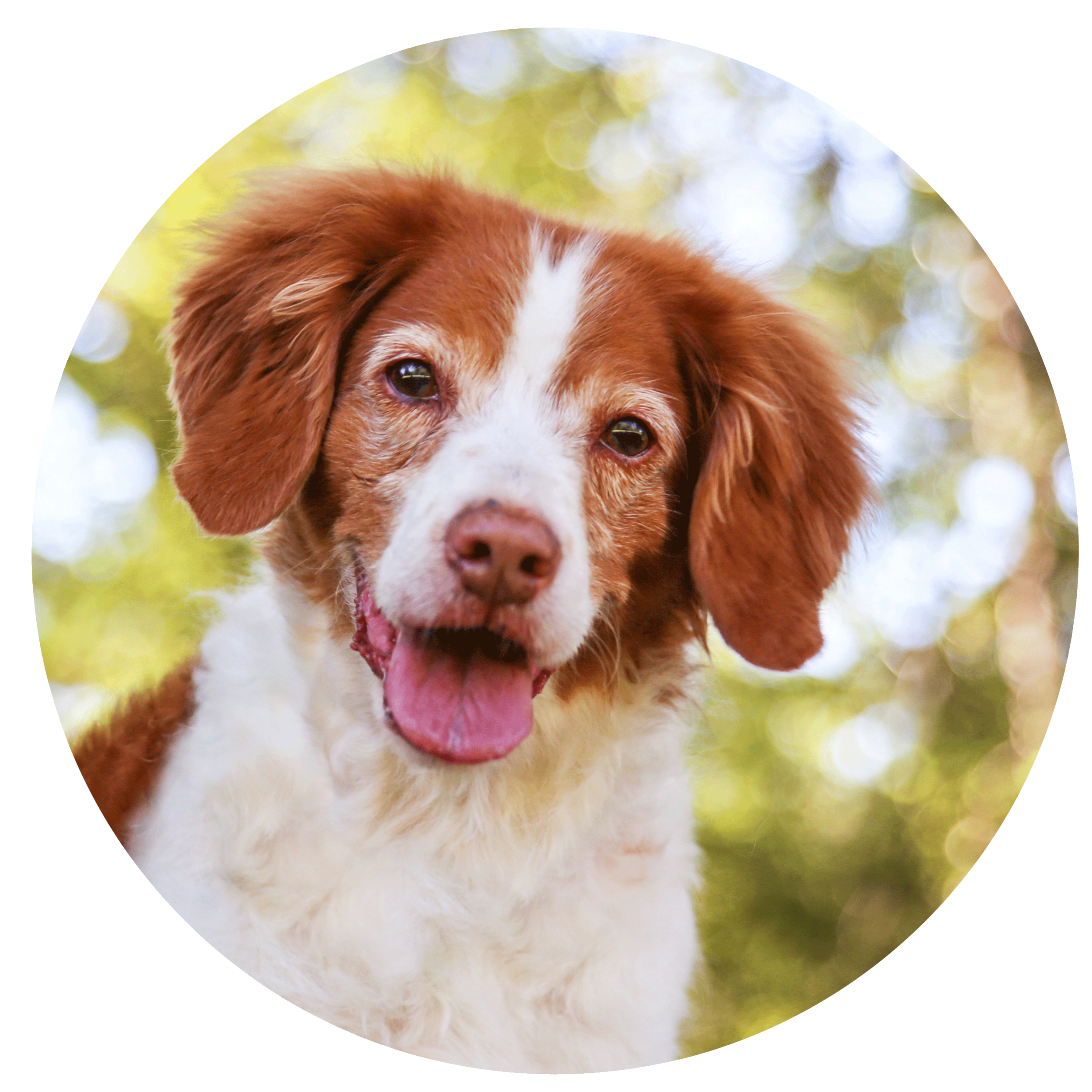 Hundekekse Buddy & Bello