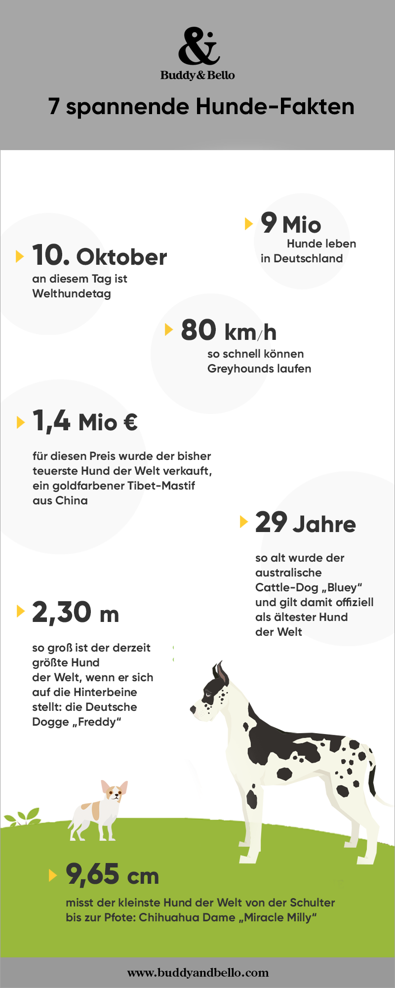 Buddy_and_Bello_Infografik_Hunde_in_Zahlen.png