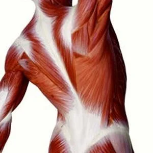 fascia_image_300x300.jpg