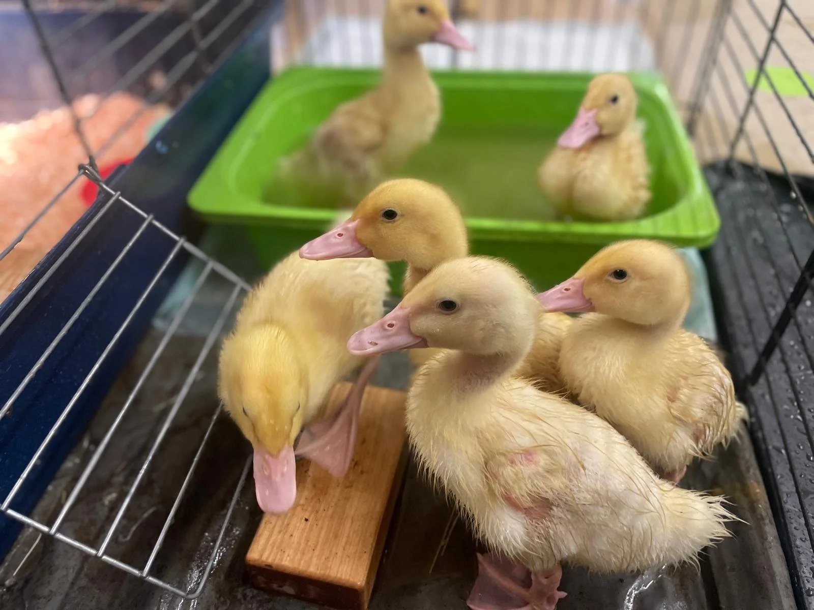 WhatsApp Image 2026-04-14 at 09.34.21 (6).jpeg