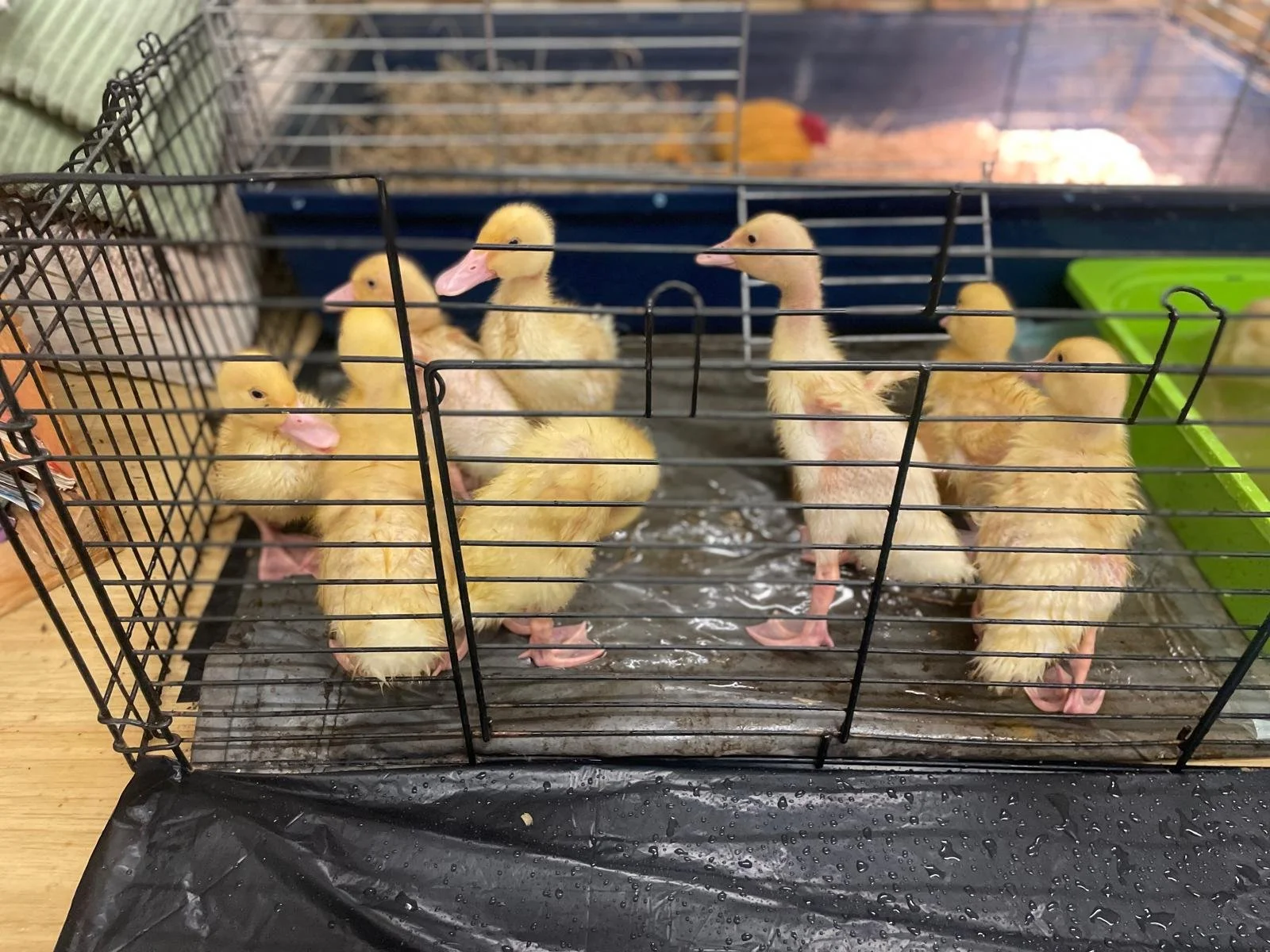 WhatsApp Image 2026-04-14 at 09.34.21 (4).jpeg