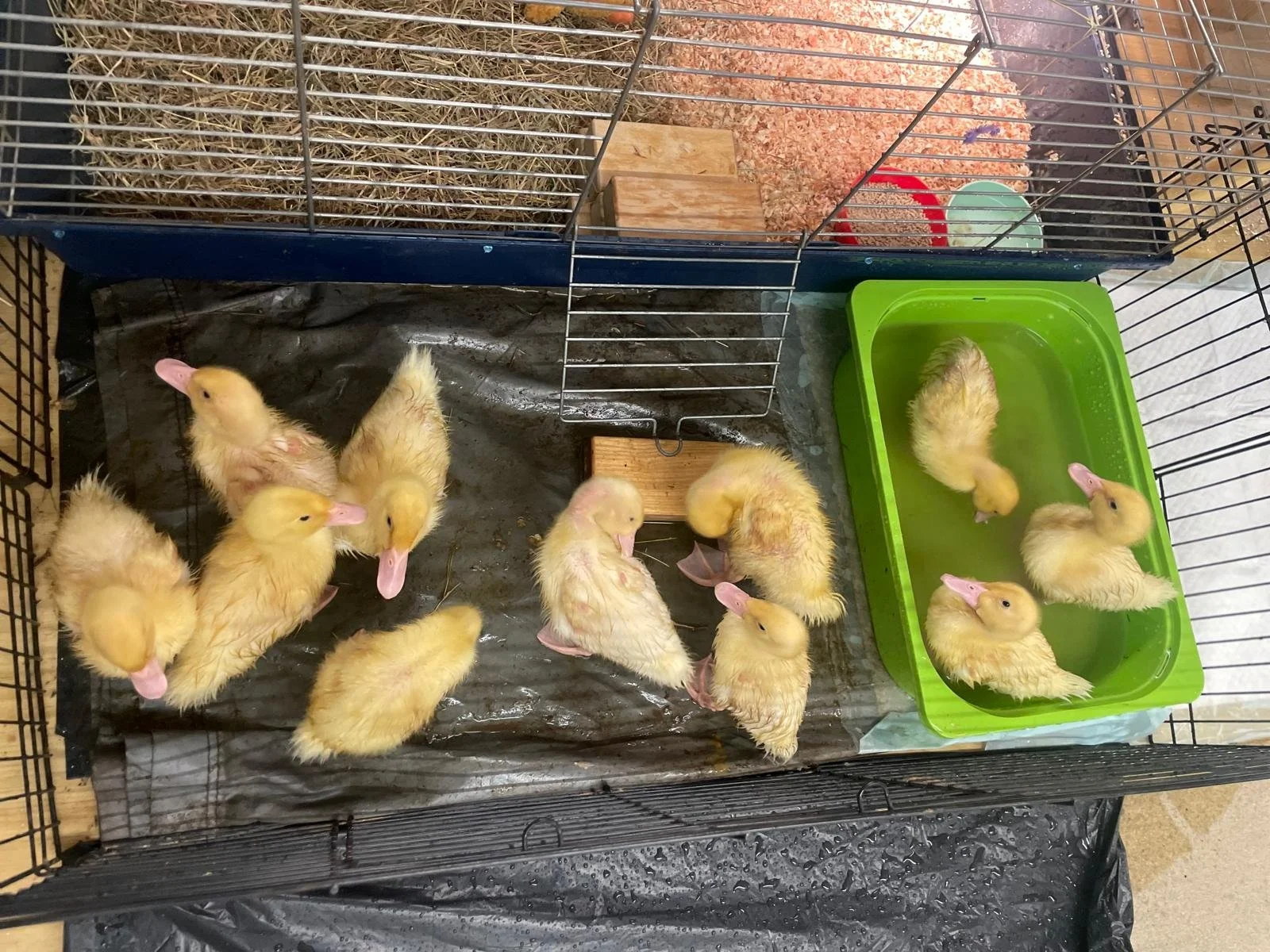 WhatsApp Image 2026-04-14 at 09.34.21 (5).jpeg