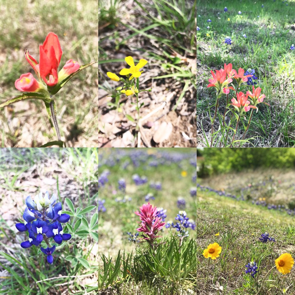 Wild Flowers.JPG