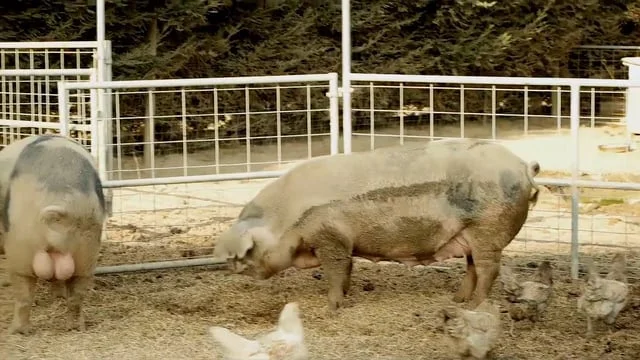 Love Family Farms (Copy)