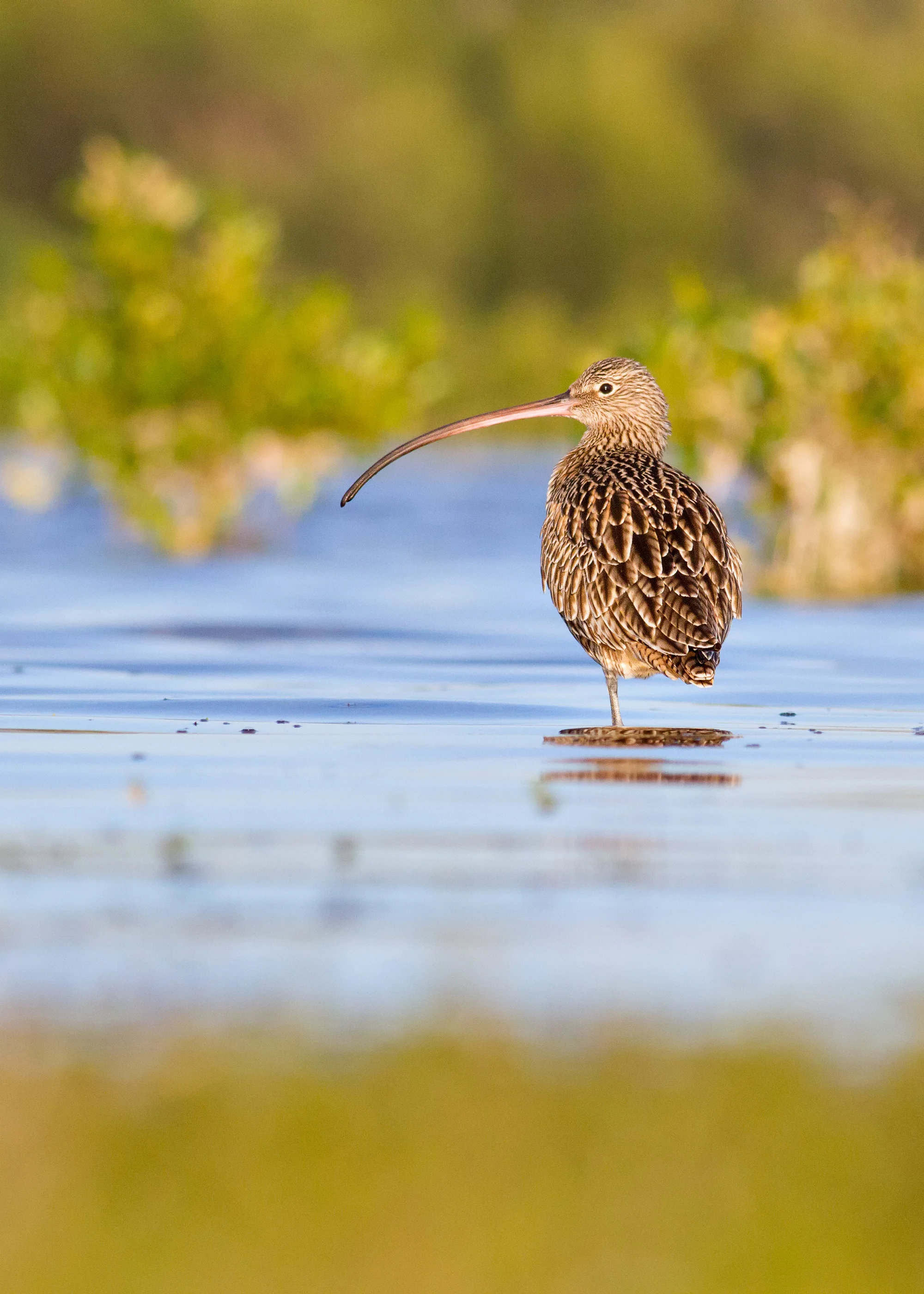 Eastern Curlew. Photo by Duade Paton