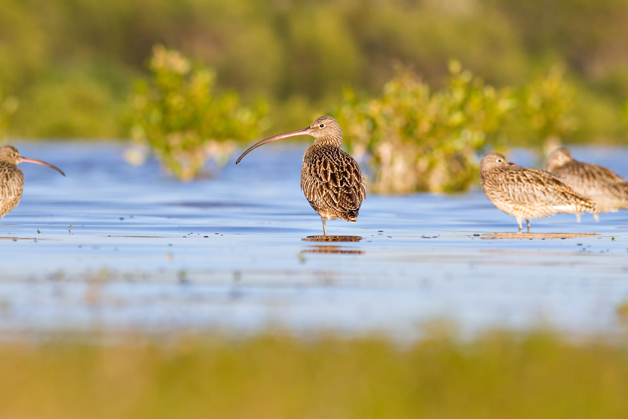 EasternCurlew - smaller for web.jpg