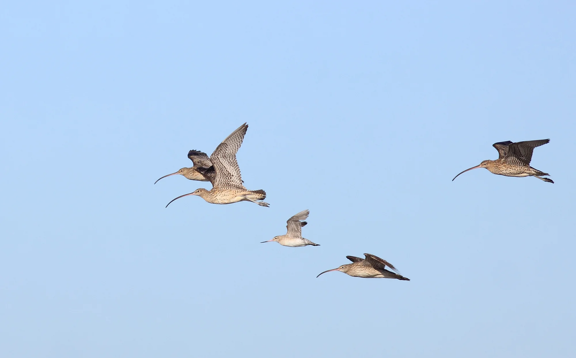 Eastern Curlew_AS - to edit for web.jpg