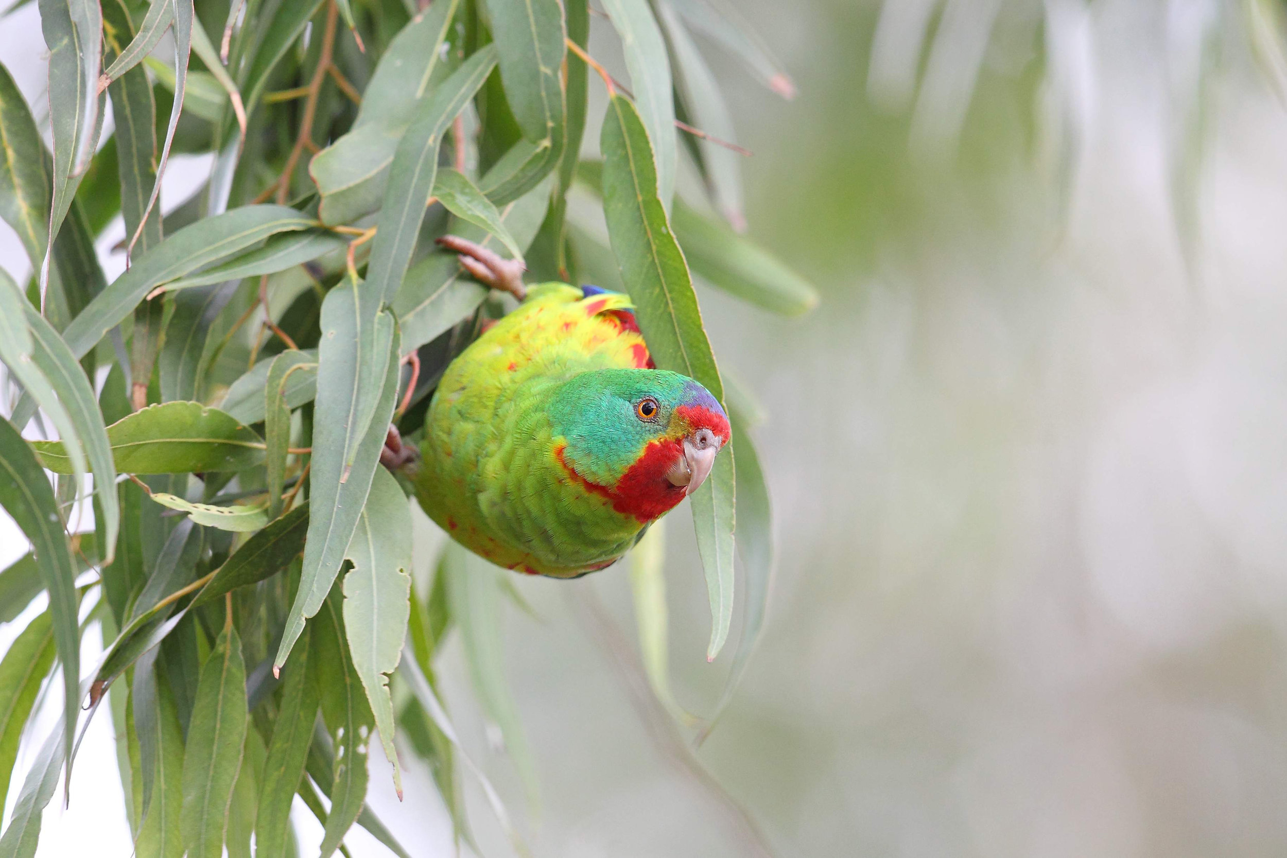 Swift parrot.jpeg